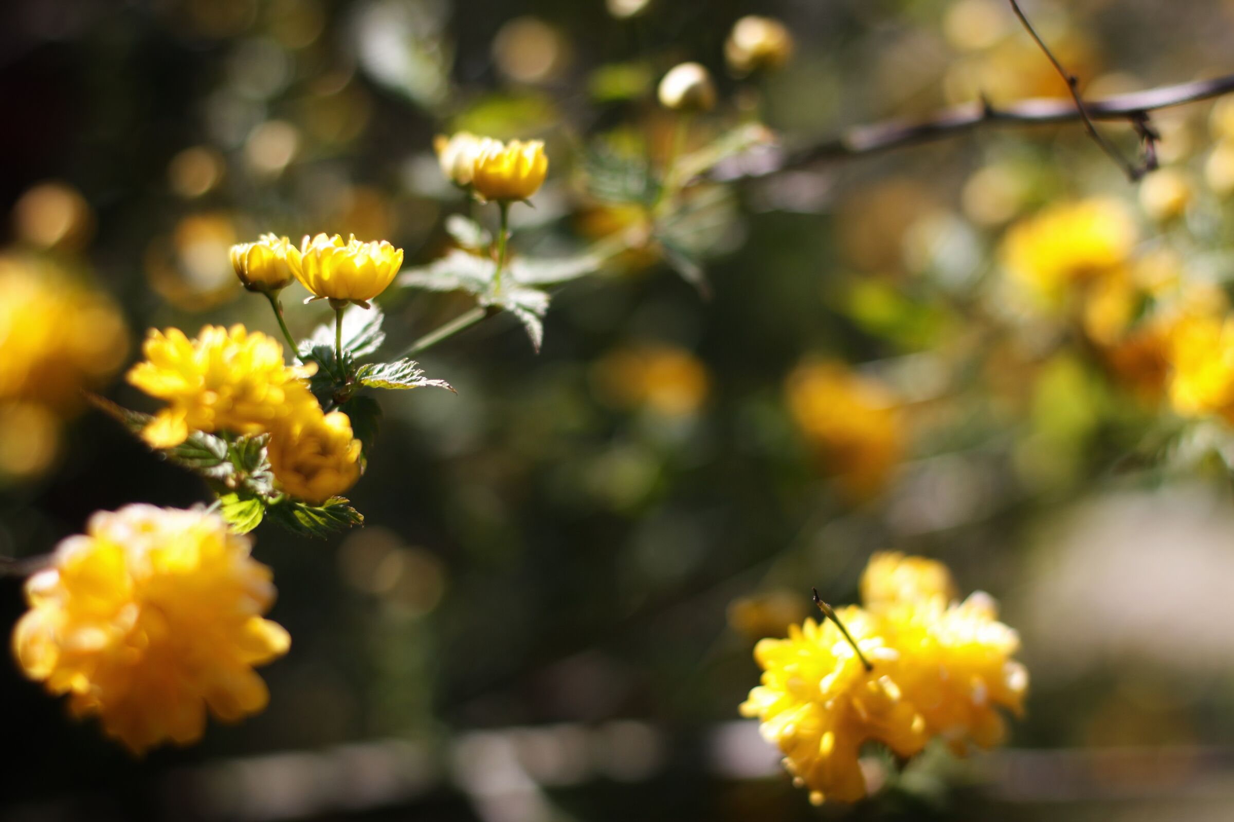 Fiori