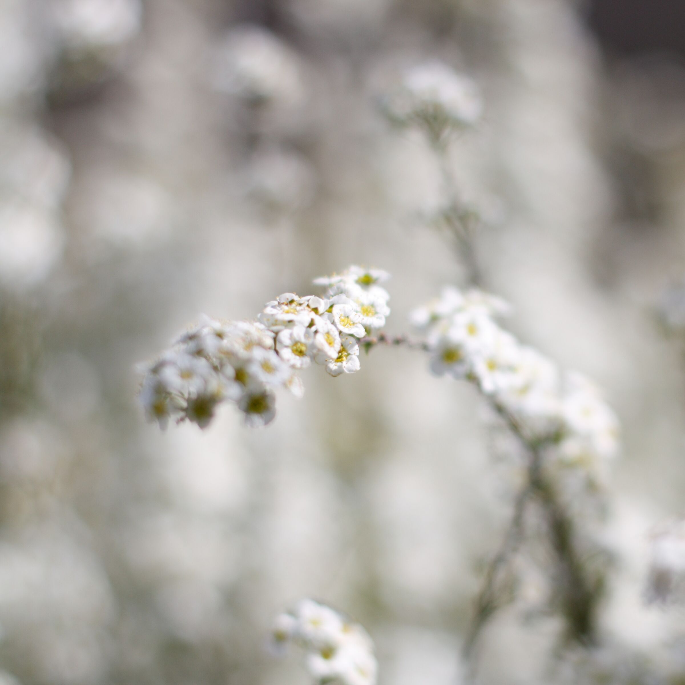 Fiori