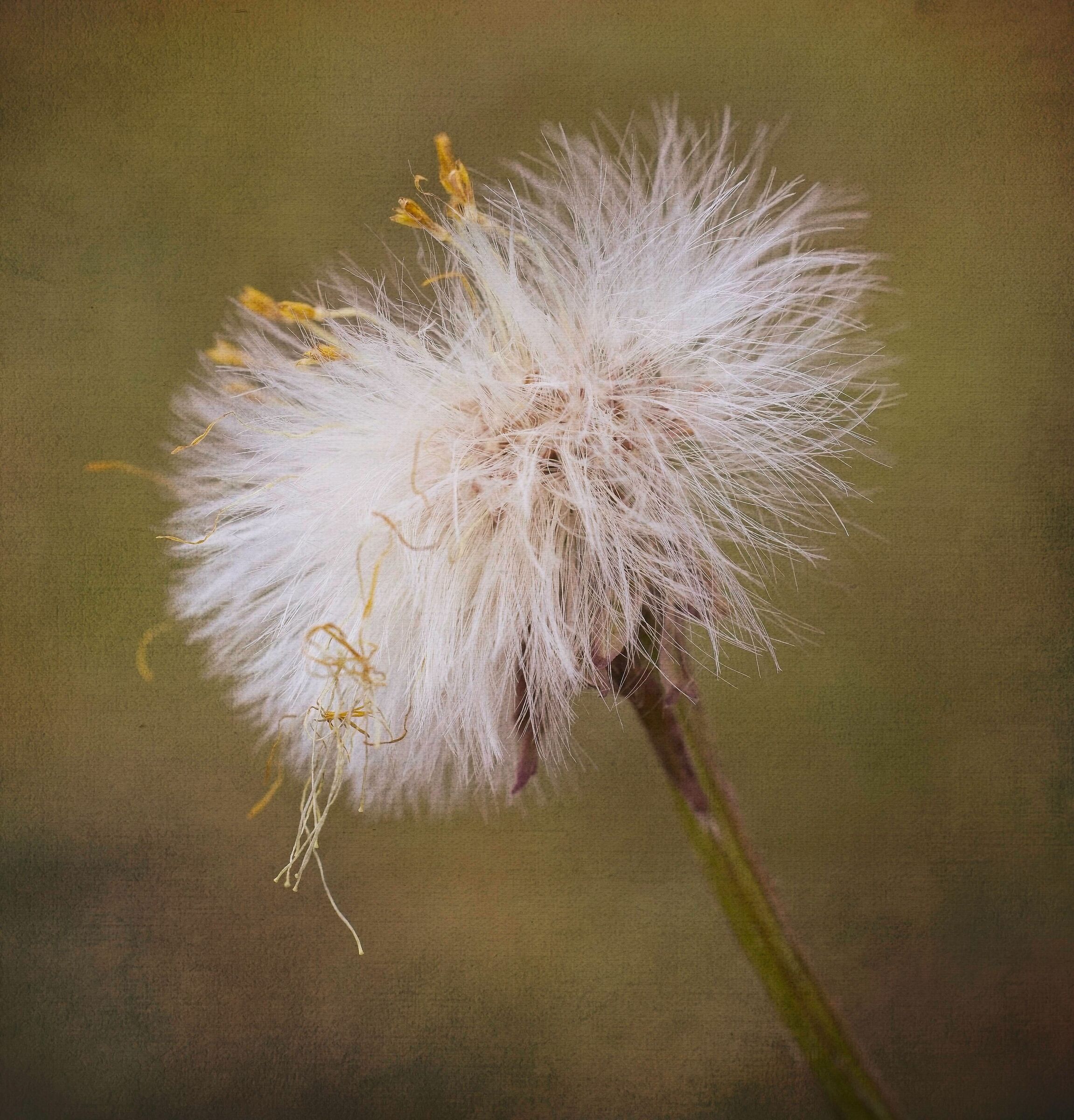 Coltsfoot
