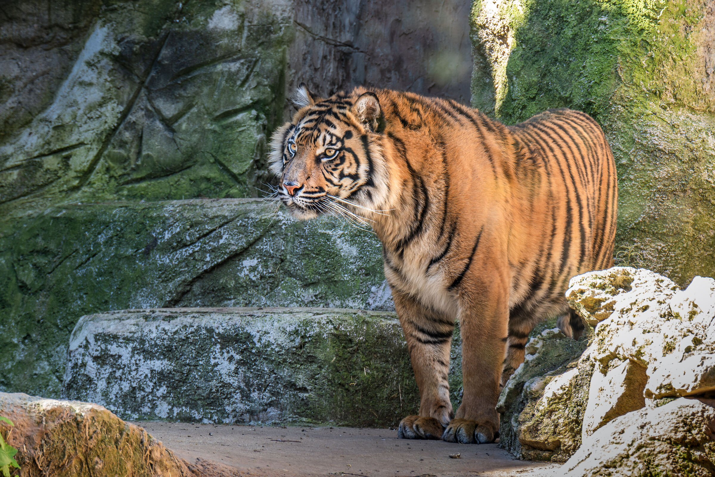 Panthera Tigris Tigris