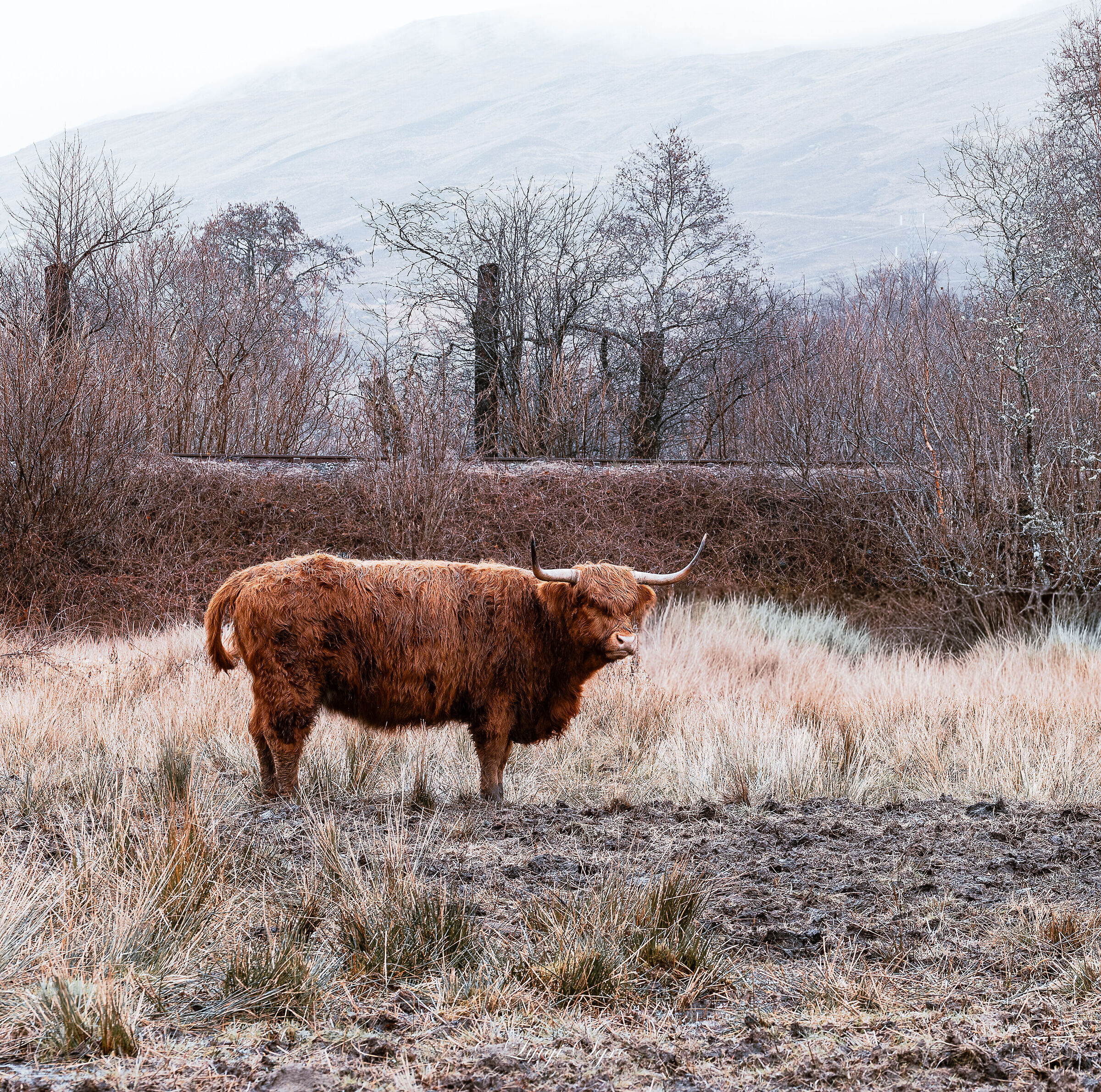 Scottish Cow