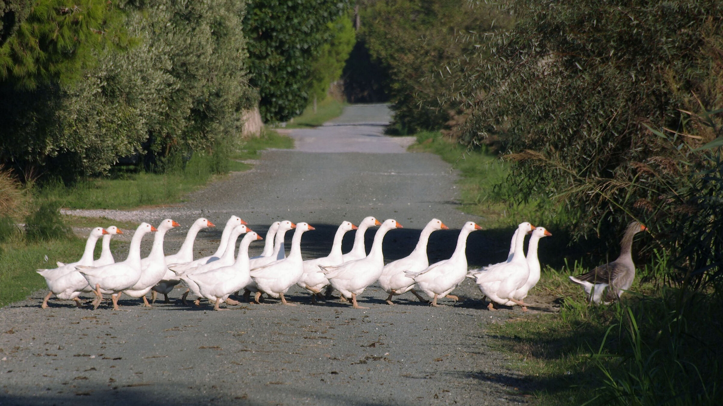 ... forward march...