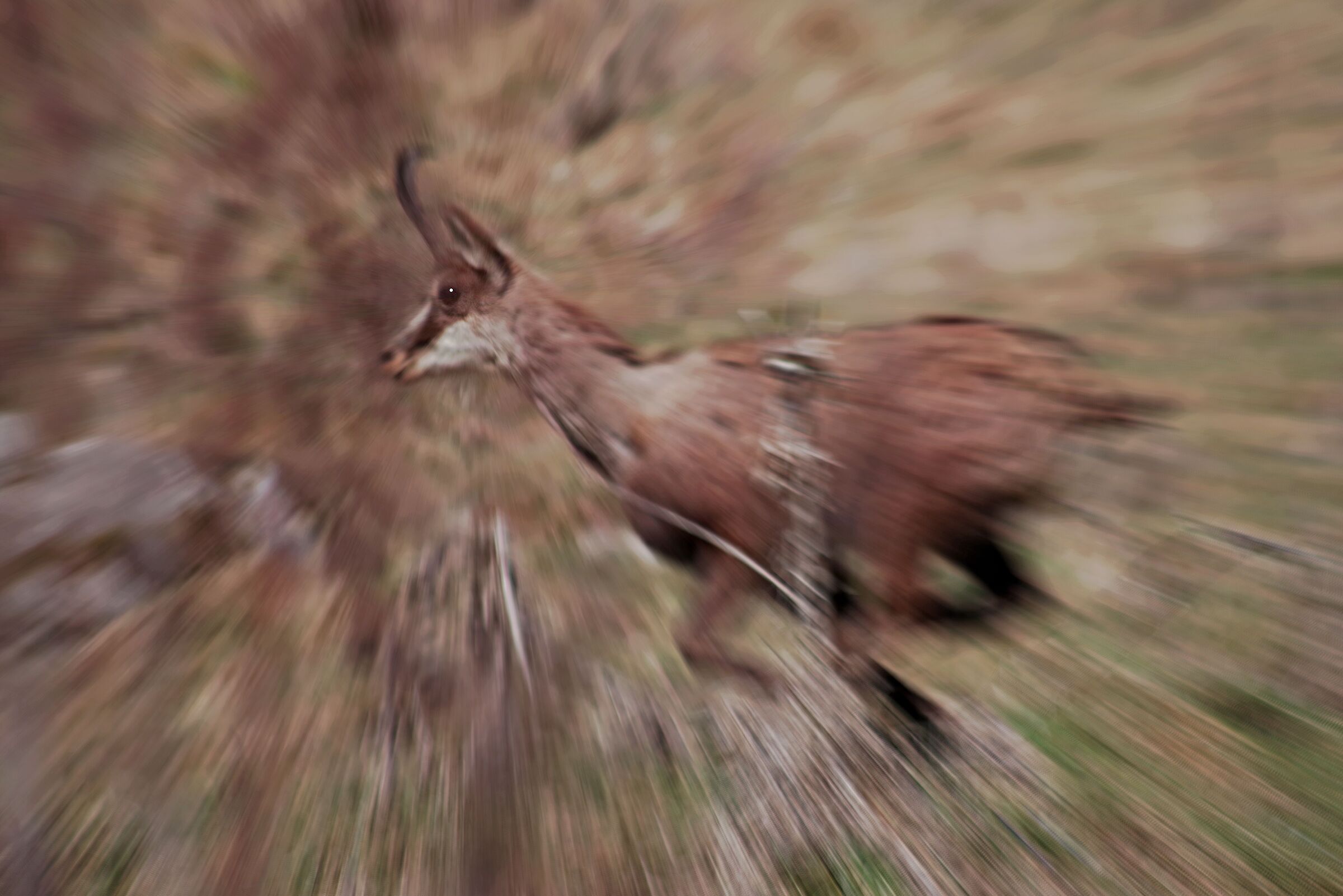 On the run