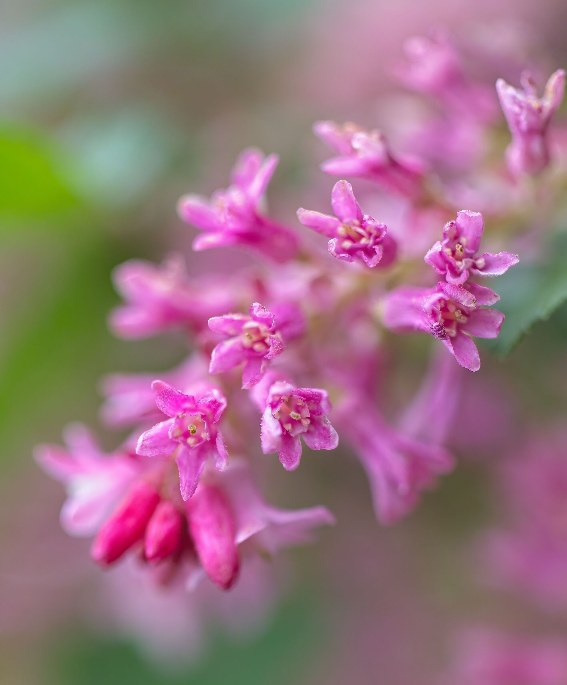 Ribes
