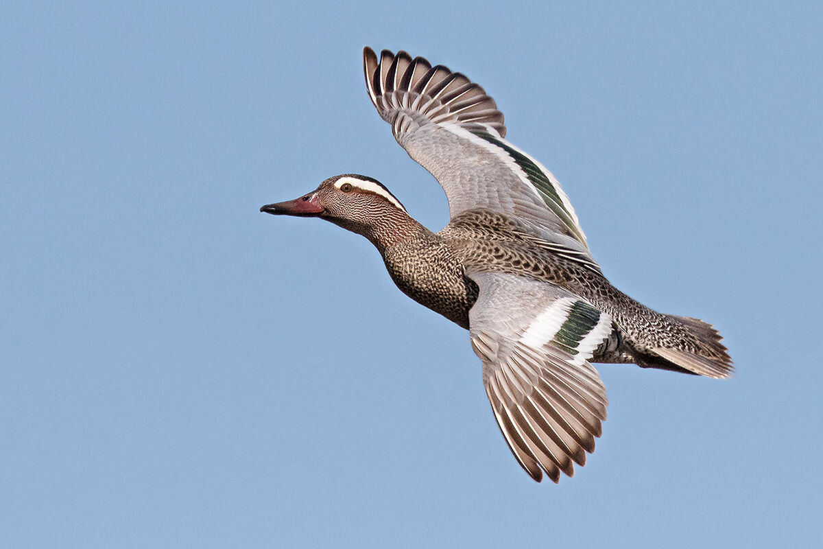 Garganey friend