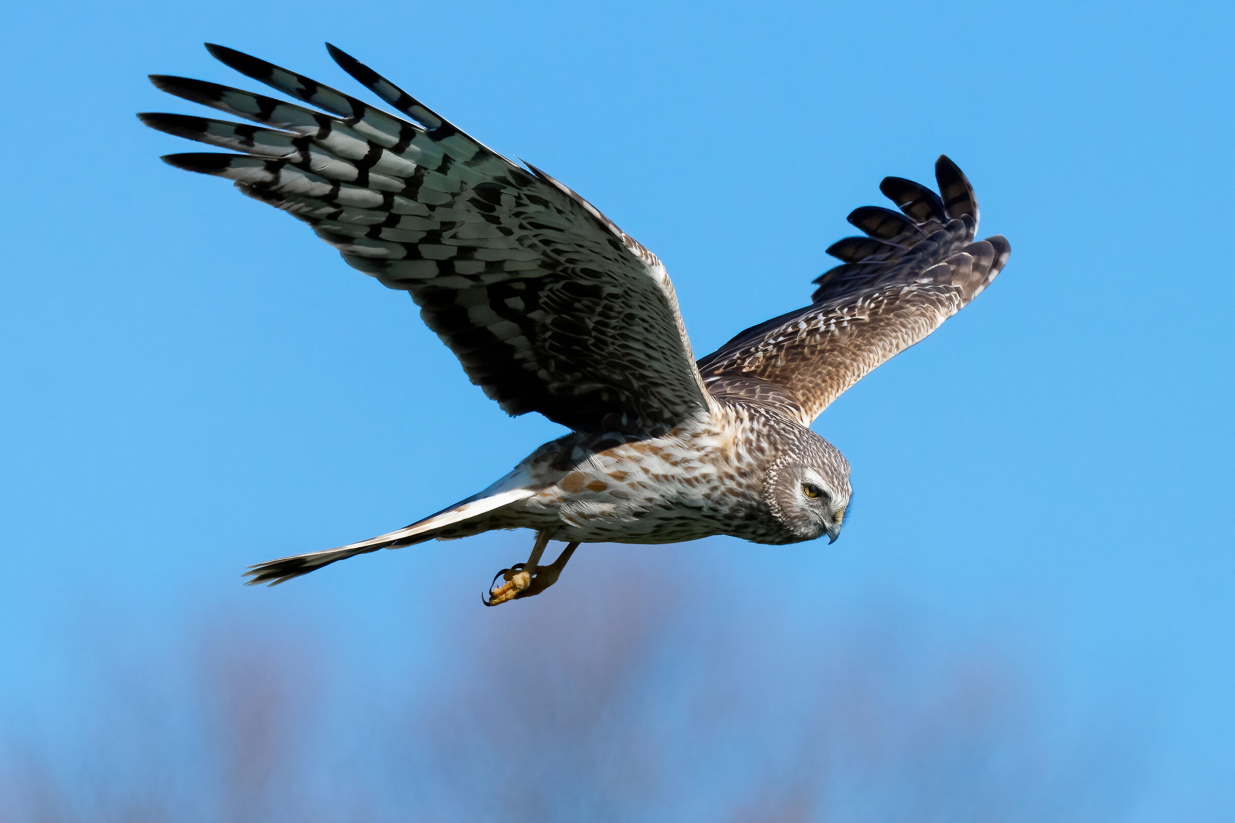 Hen Harrier (Circus cyaneus)