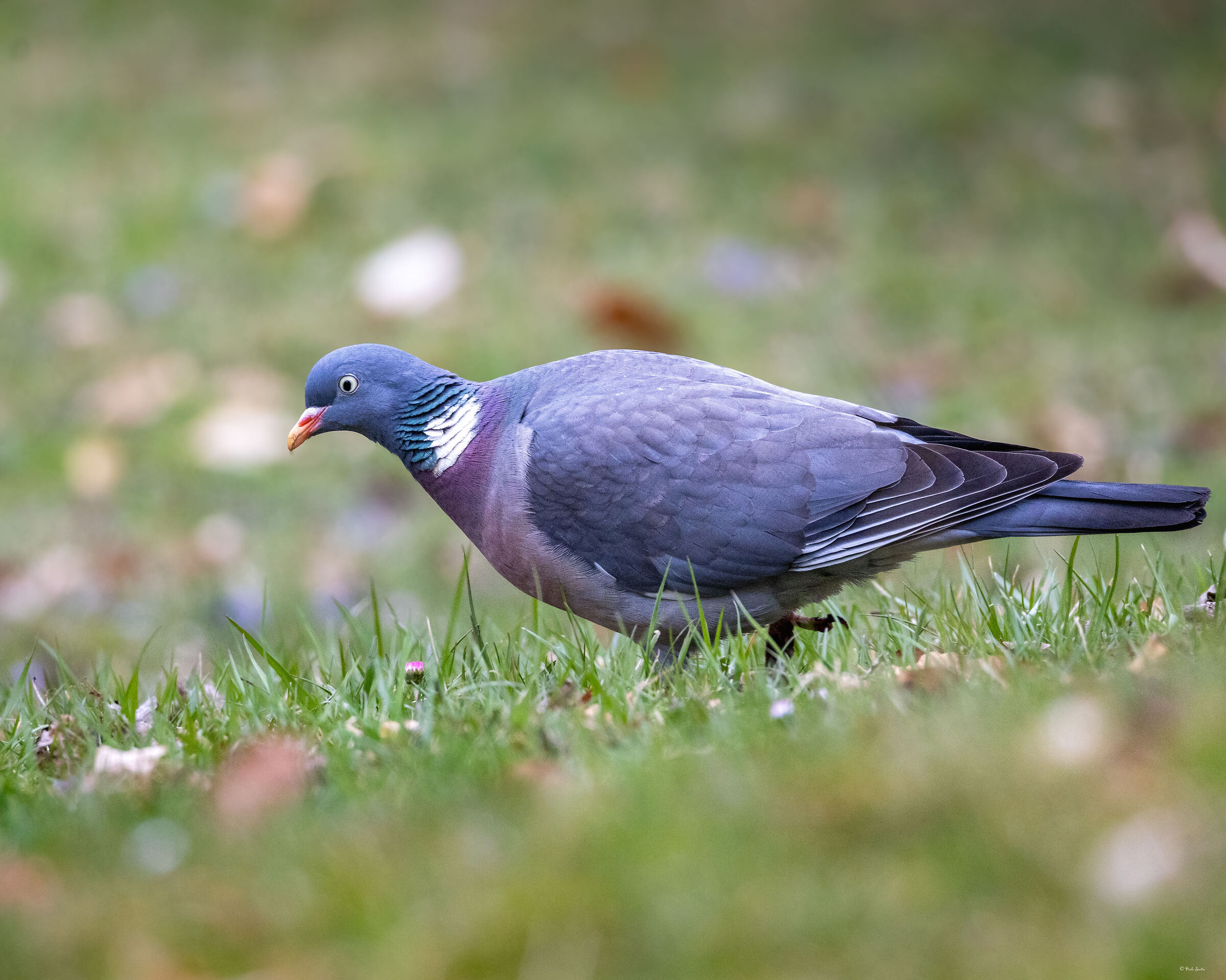 Wild wood pigeon