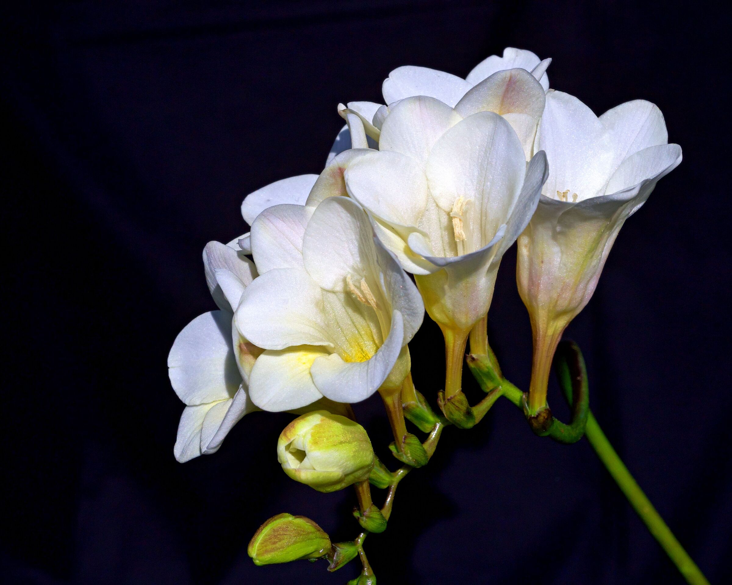 Freesia of my garden