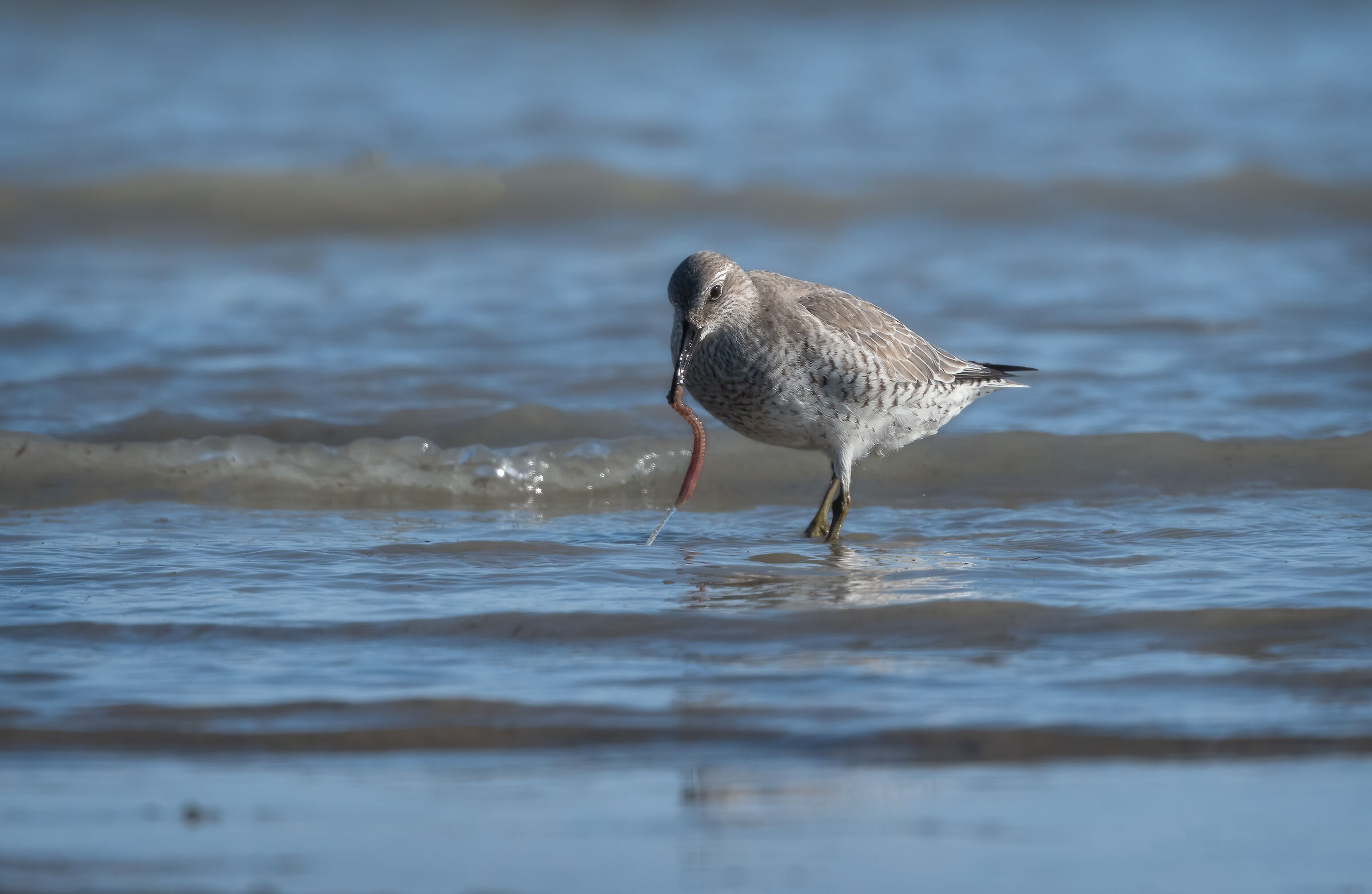Greater Sandpiper