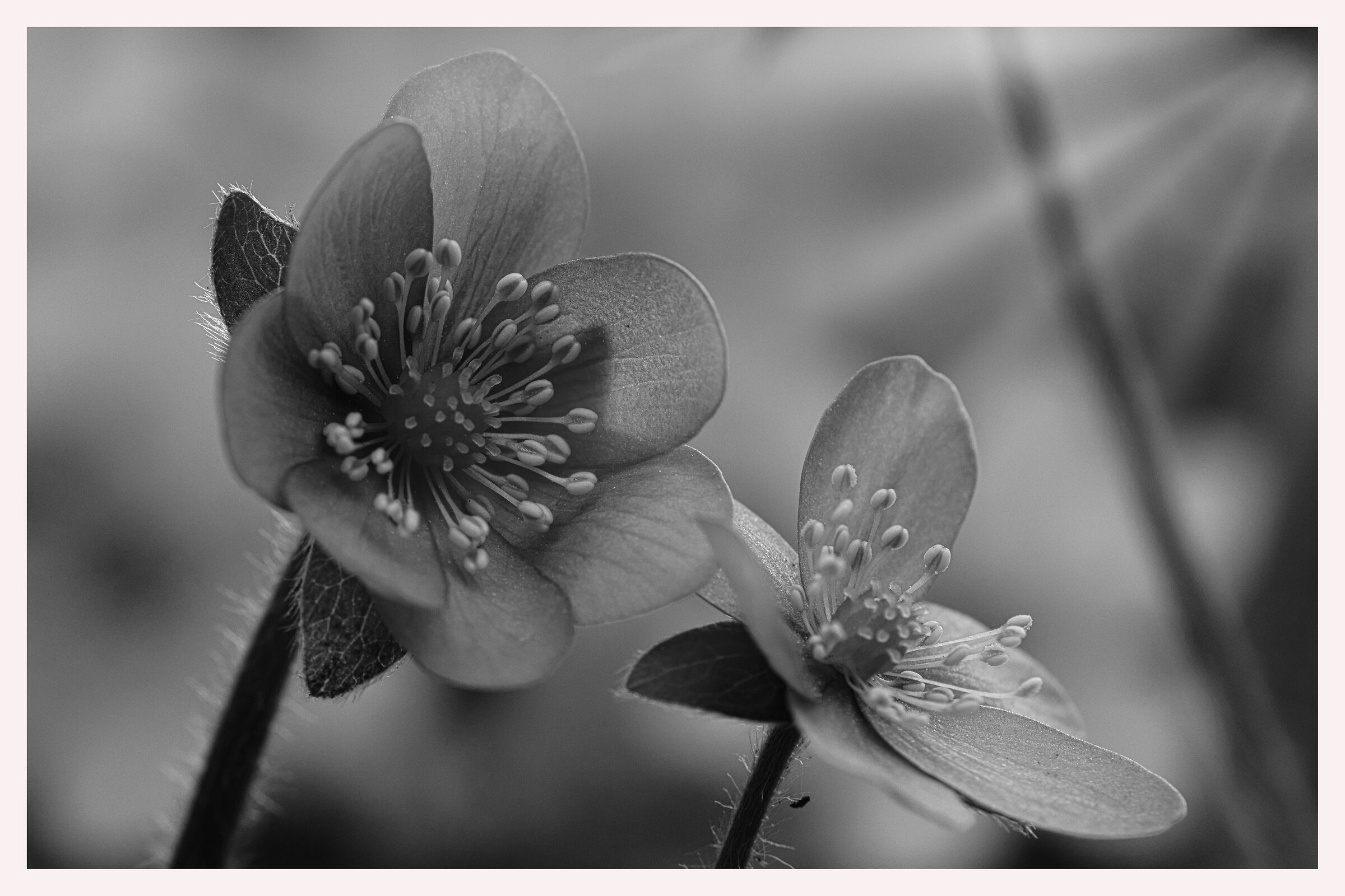 hepatica nobilis