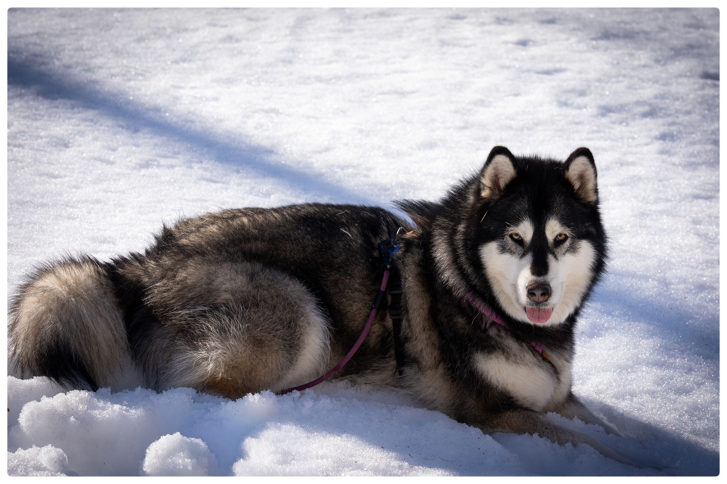 Nina - Alaskan Malamute