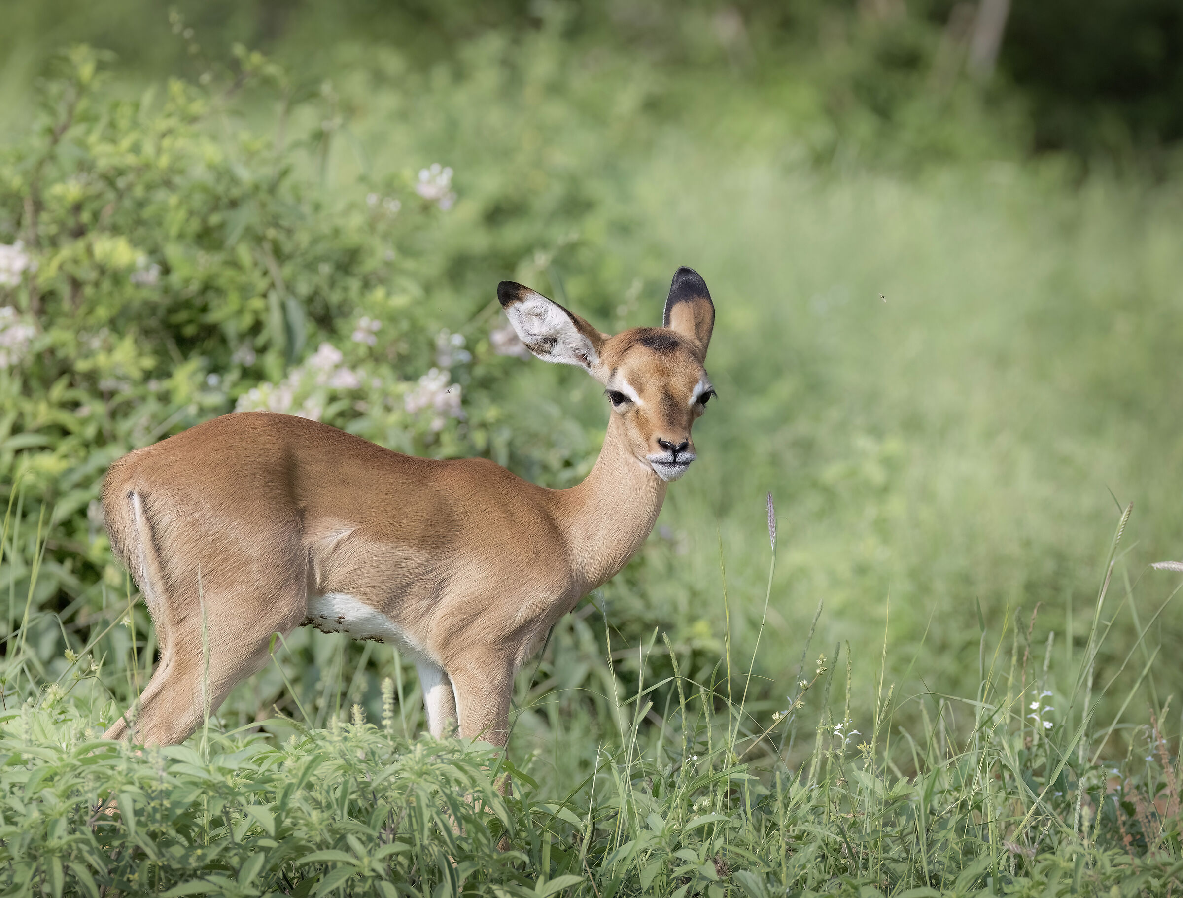 A little antelope
