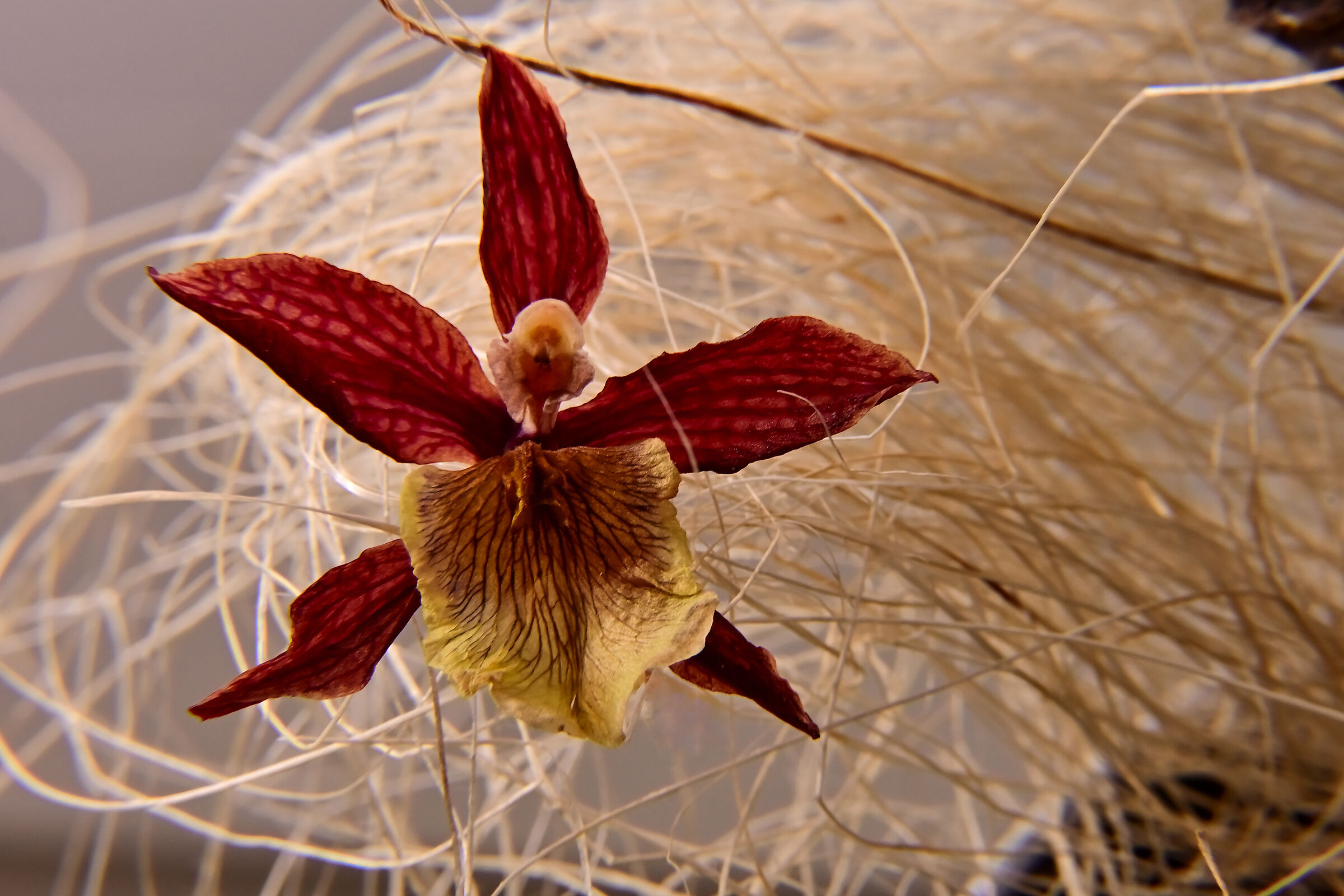 Dried mini orchid