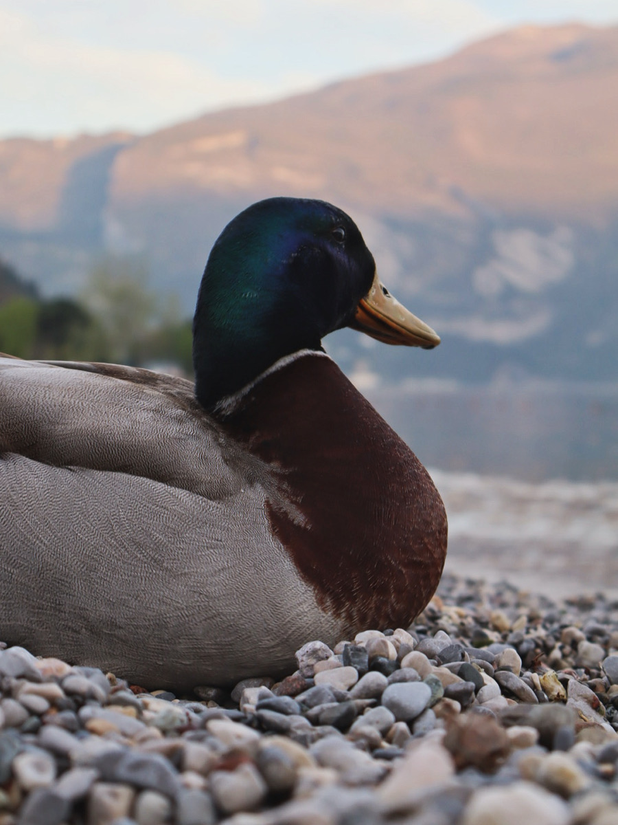 quack