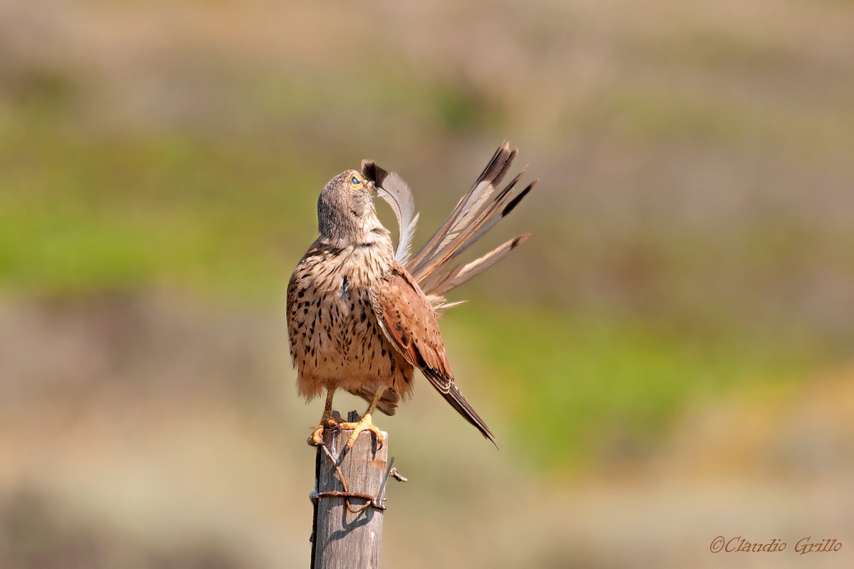Kestrel