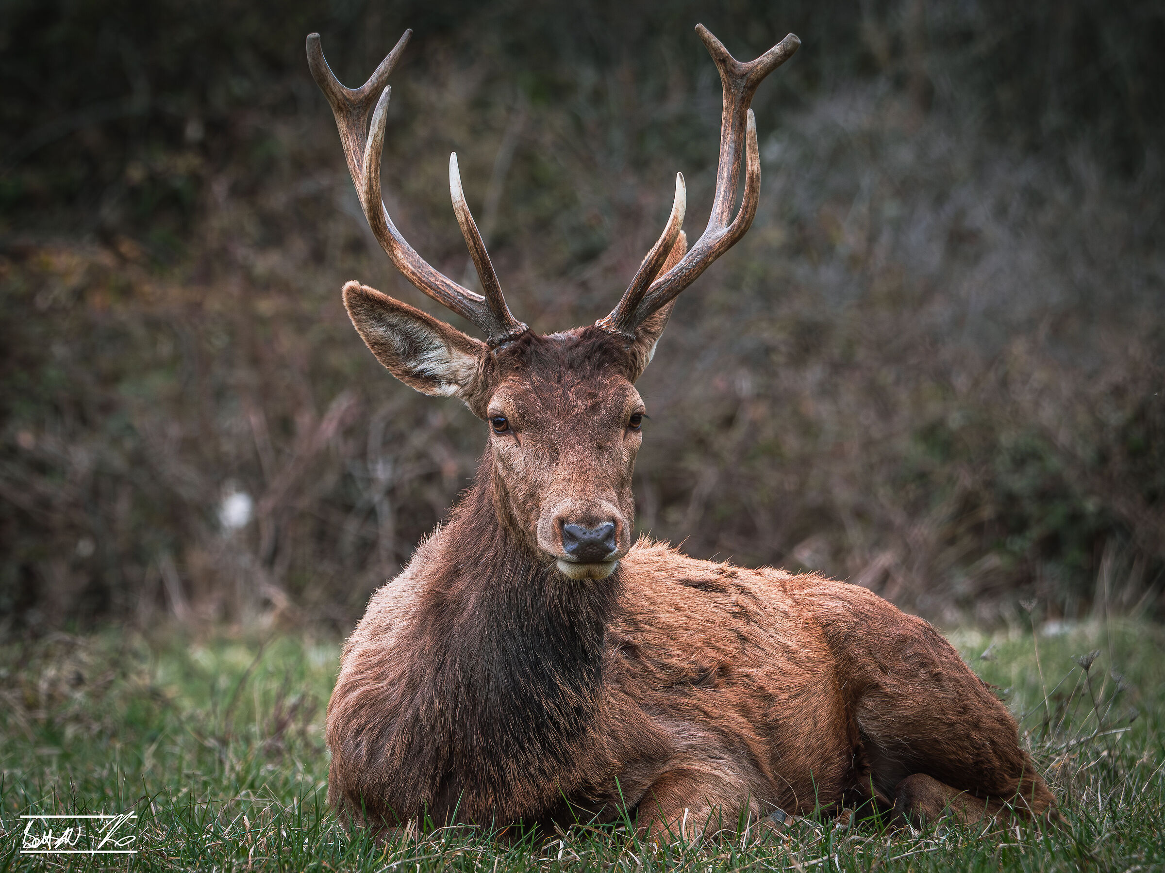 Maschio di cervo (Cervus elaphus), 3 anni circa