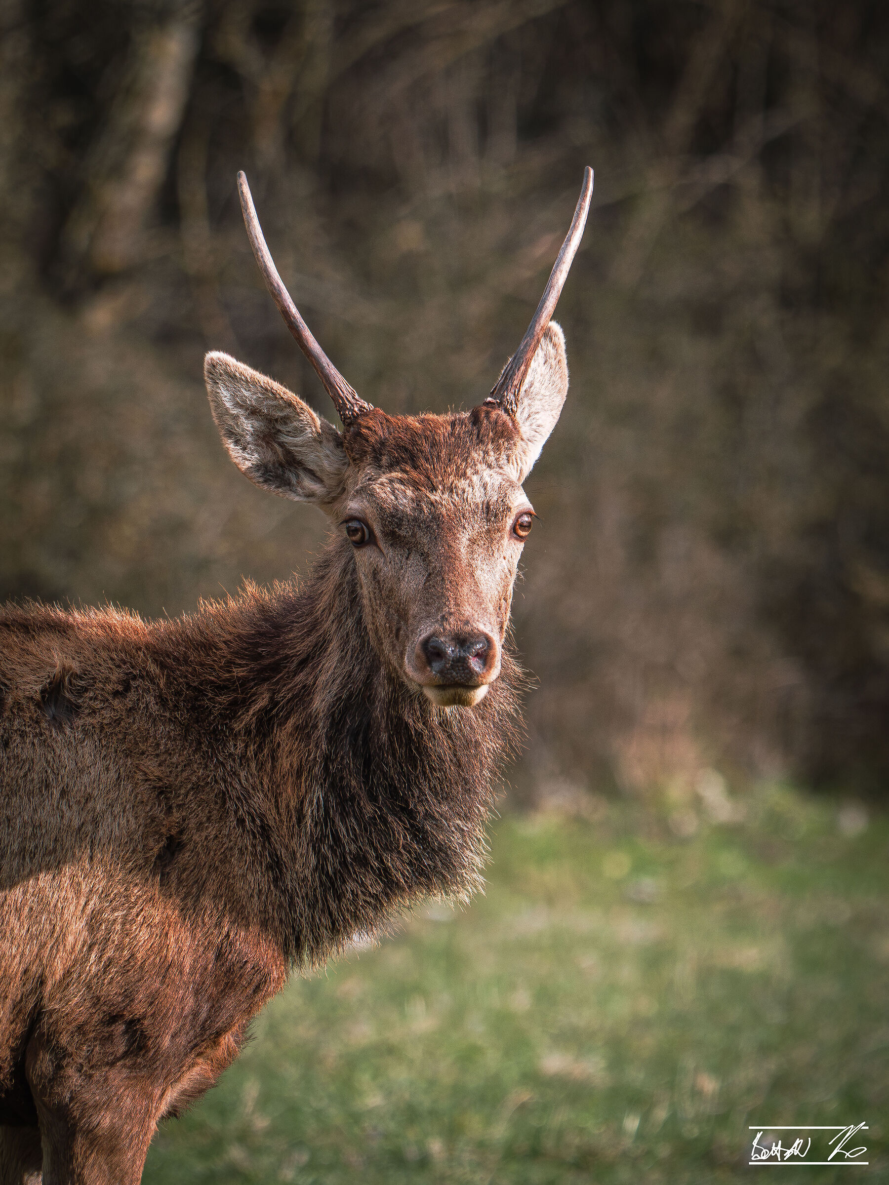 Maschio di cervo (Cervus elaphus), 1 anno circa