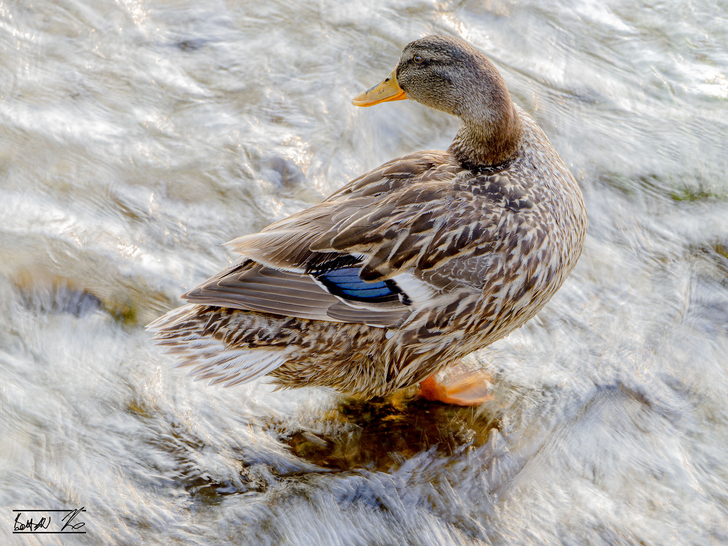Femmina di Germano reale (Anas platyrhynchos)