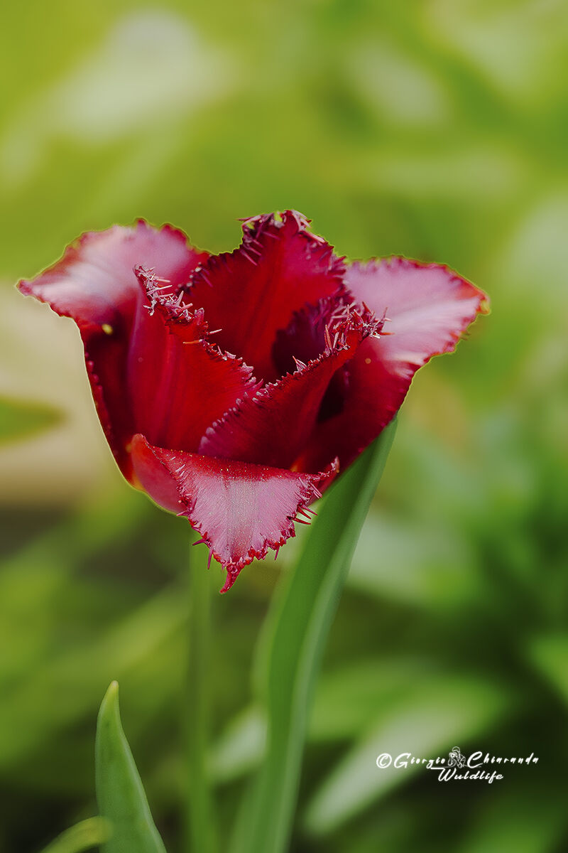 Tulip (Tulip)