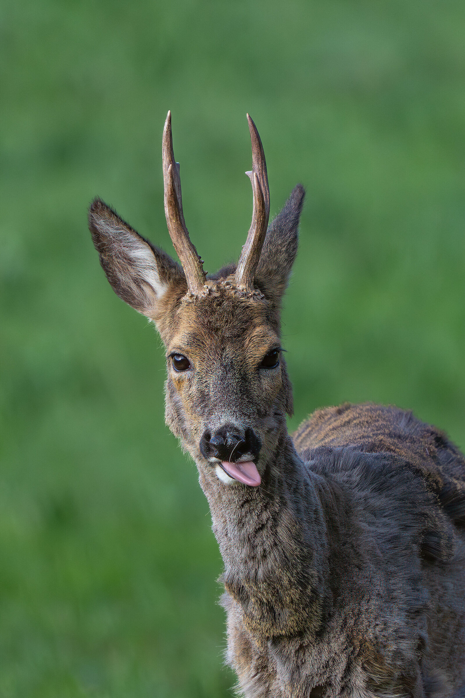 Roe deer and tongue