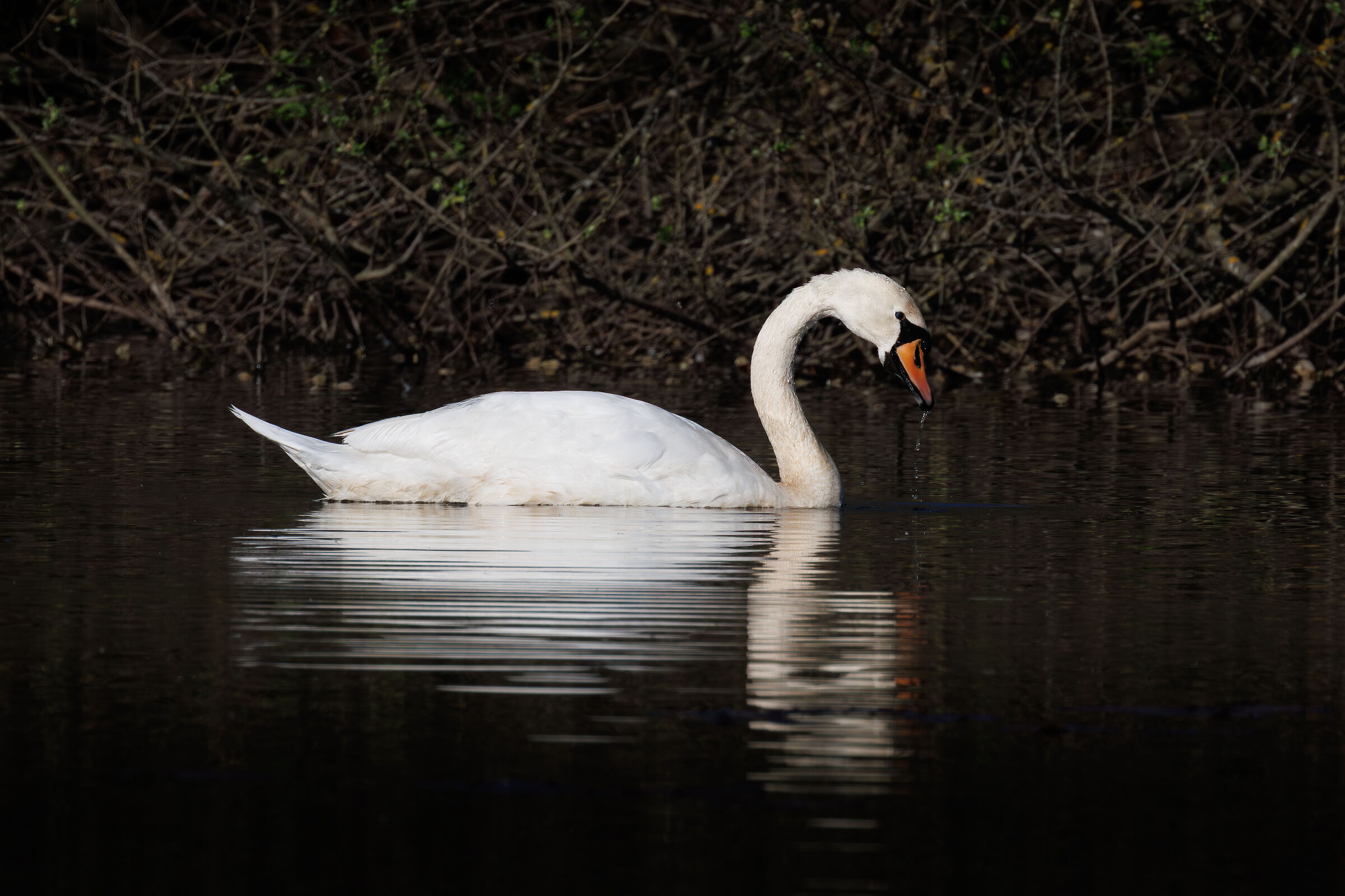 Swan