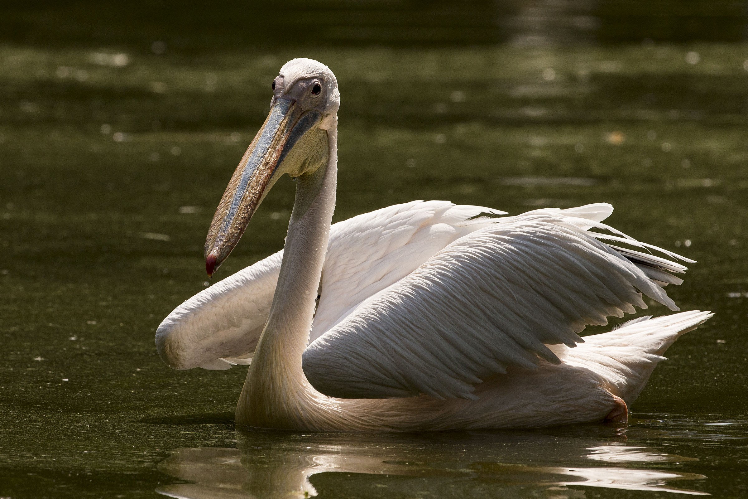 Pelican - Oasis S.Alessio - test 200-400