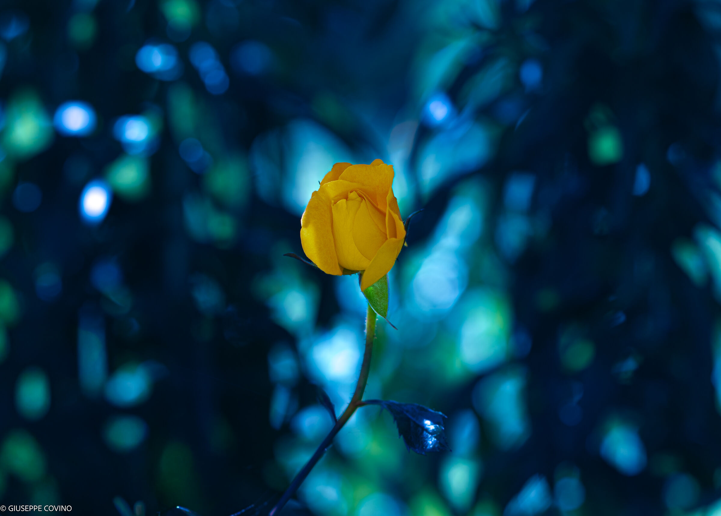 Effetto notte