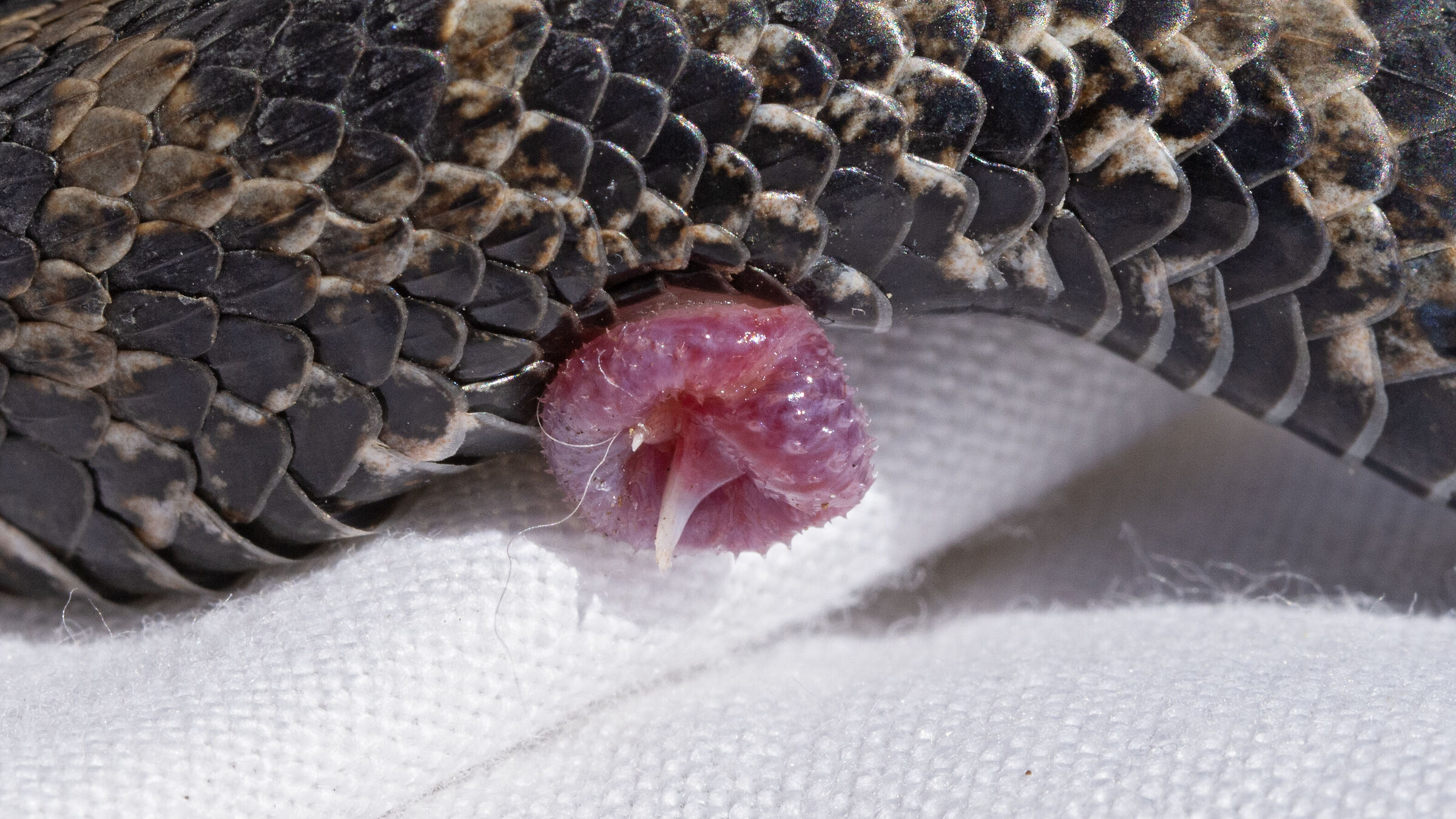 Hemipenis of Vipera aspis