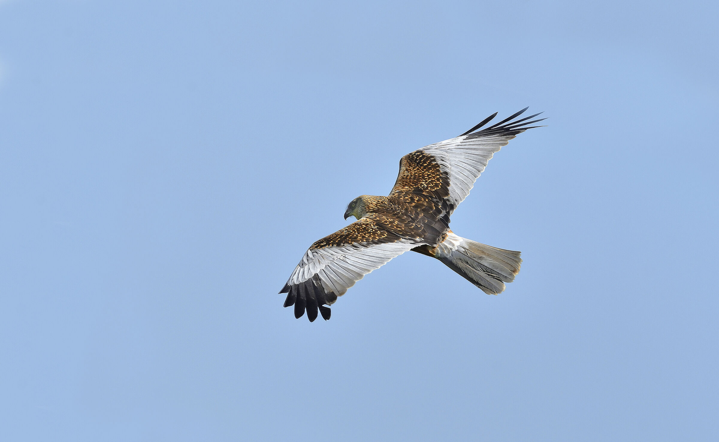 Male Marsh Harrier