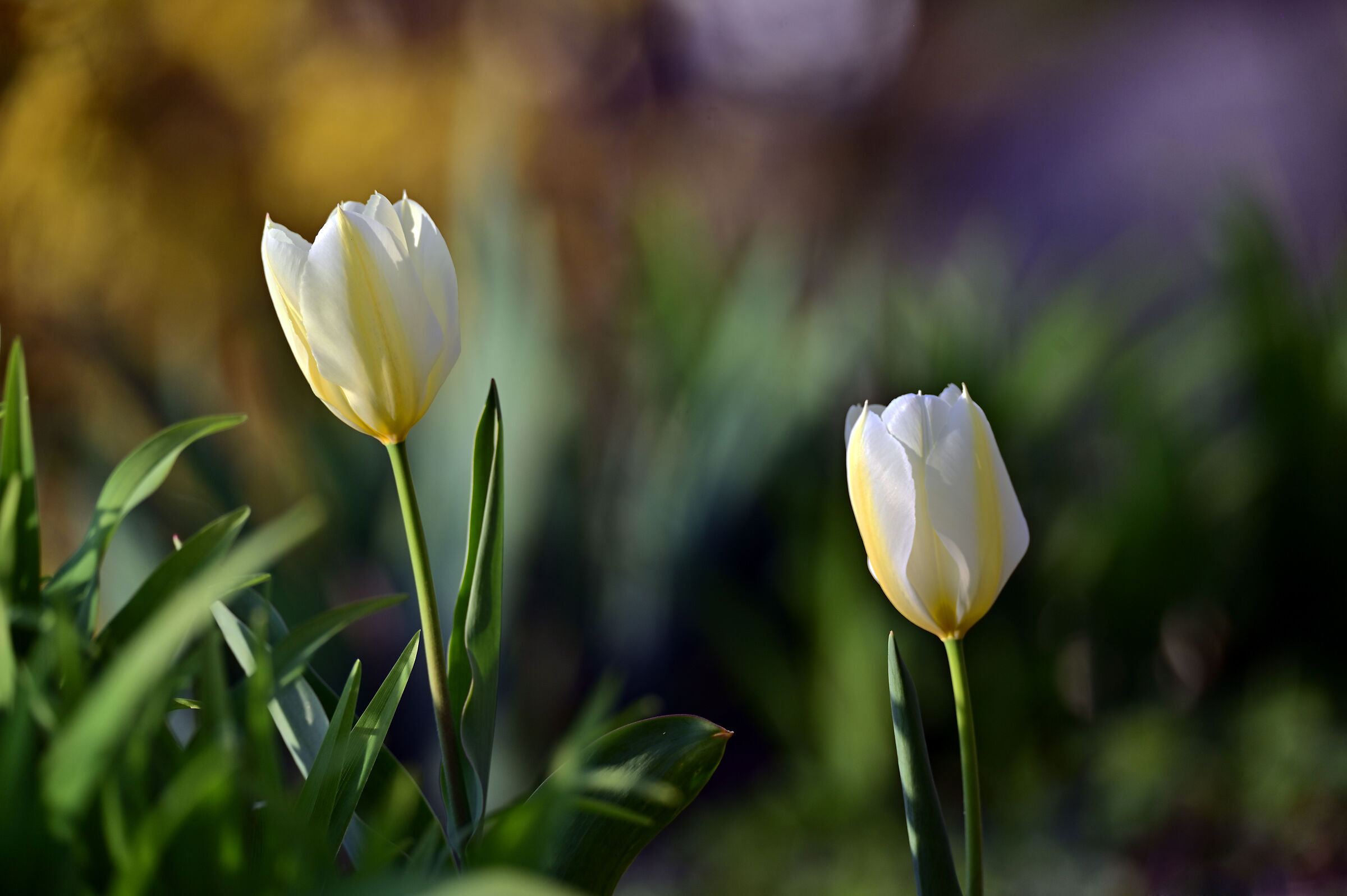 Tulips