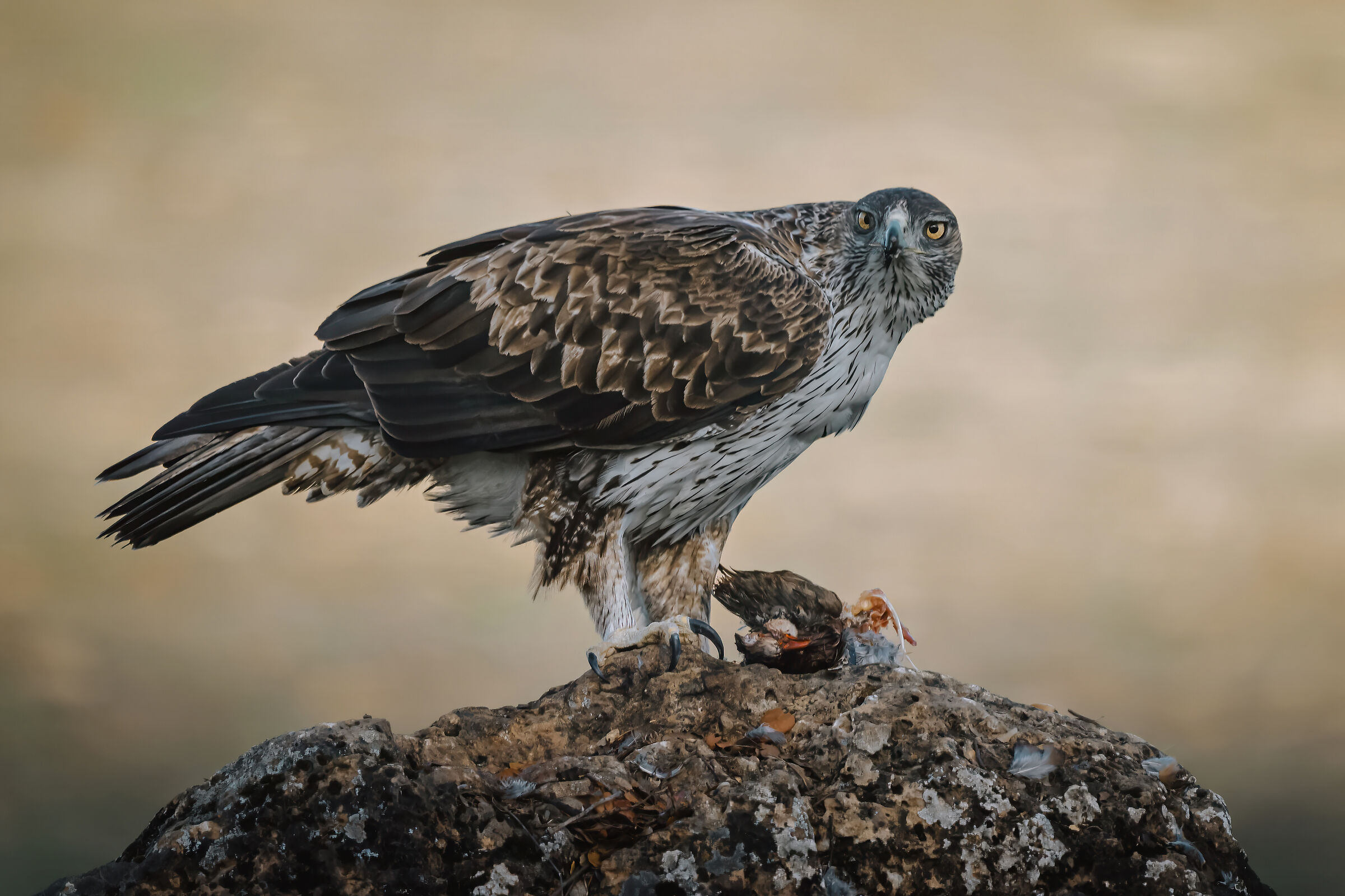 Bonelli