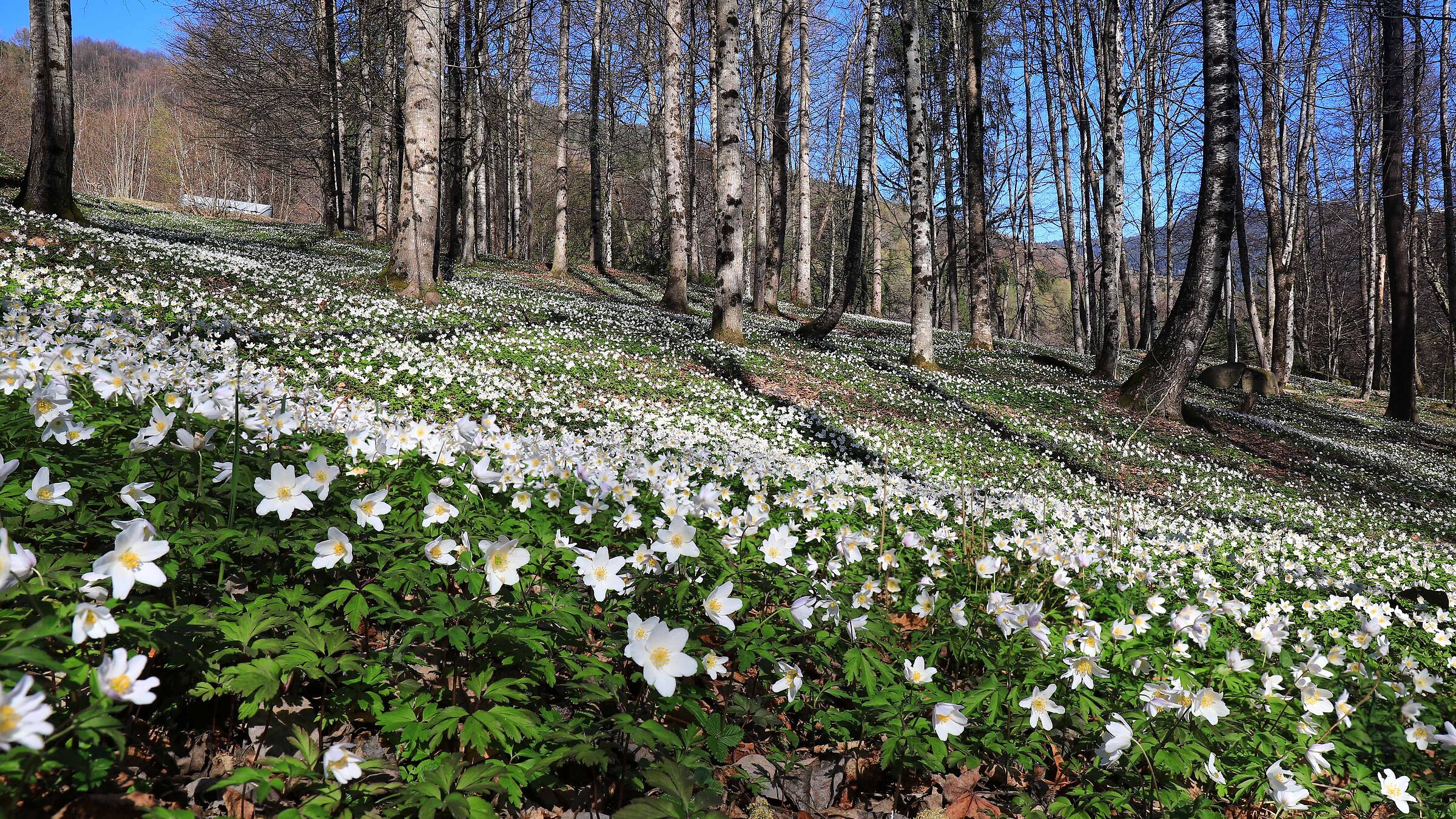 Tappeto di.... anemoni