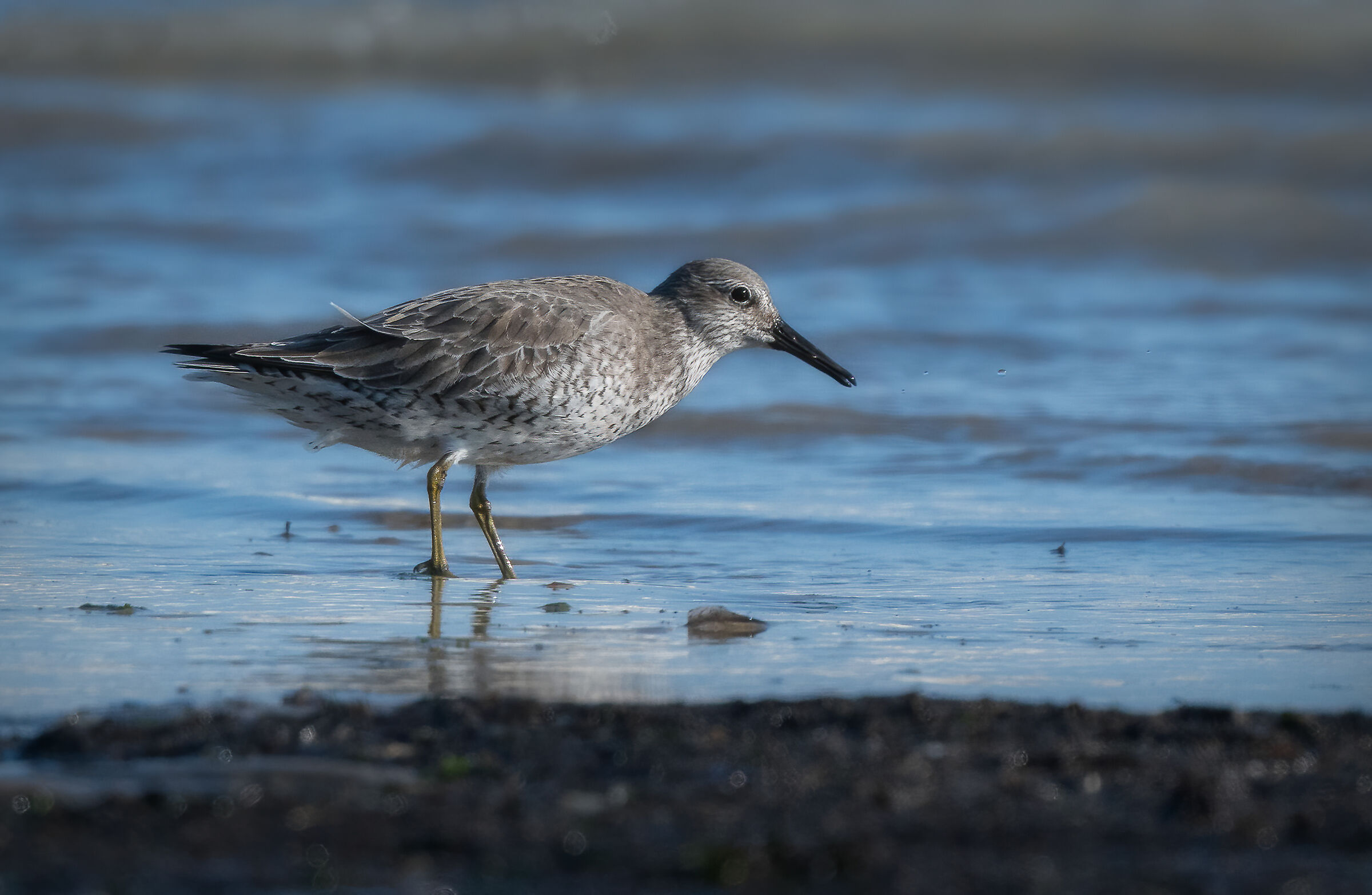 Greater Sandpiper