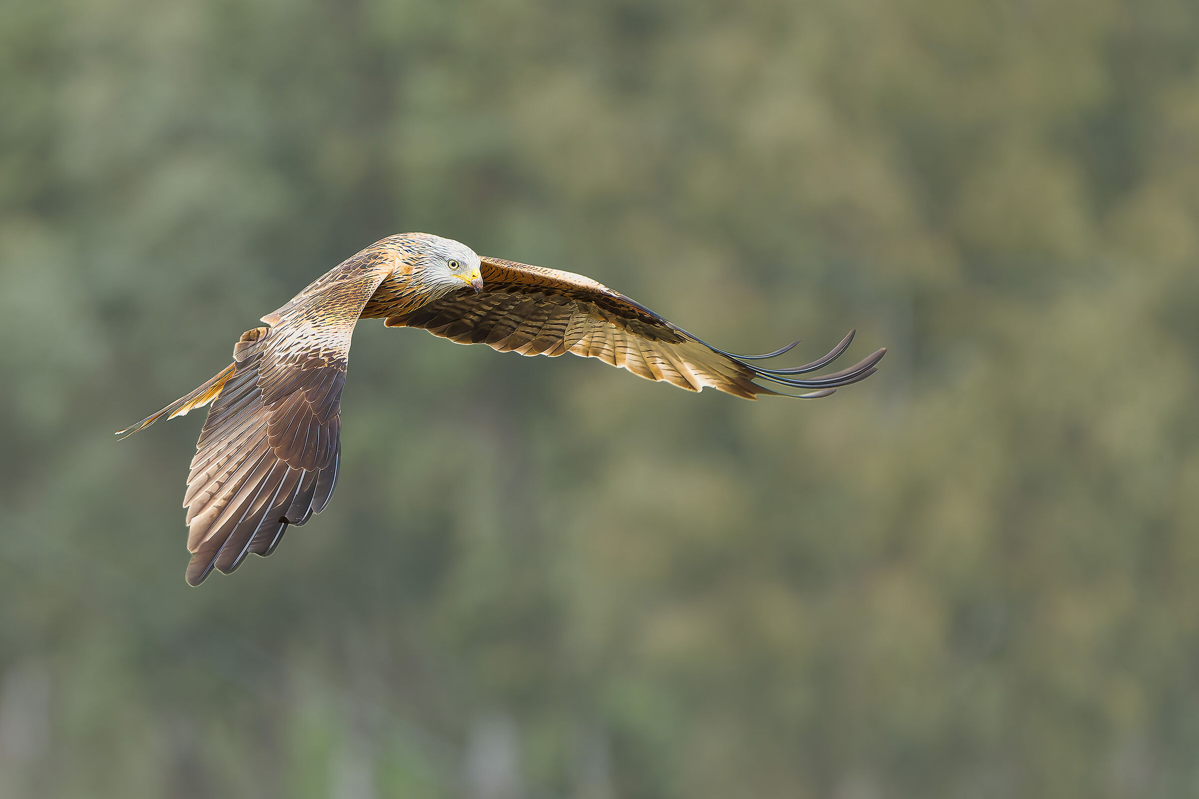 Red Kite (2)