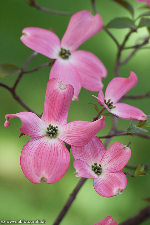 Cornus Florida Rubra