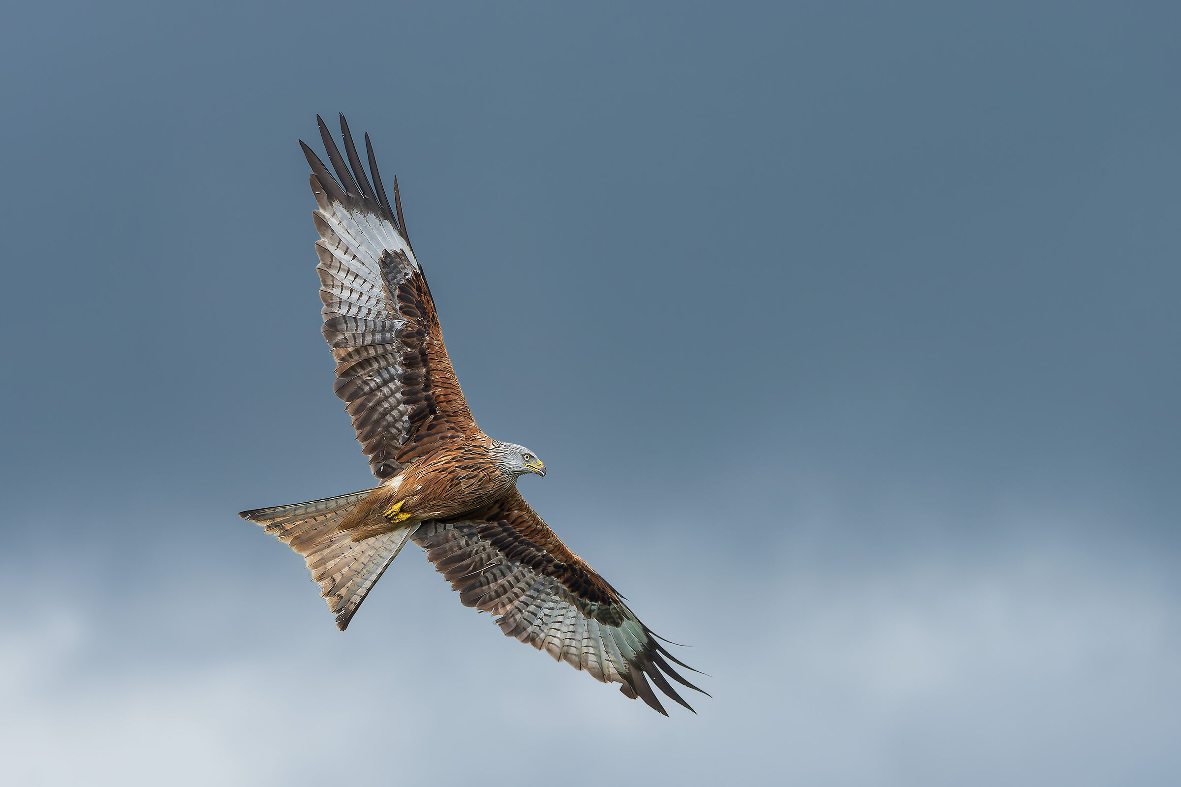 Red Kite under a leaden sky