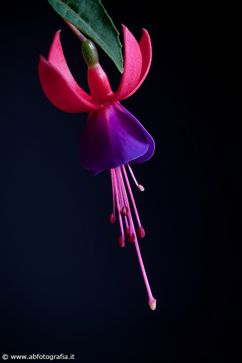 Fuchsia magellanica