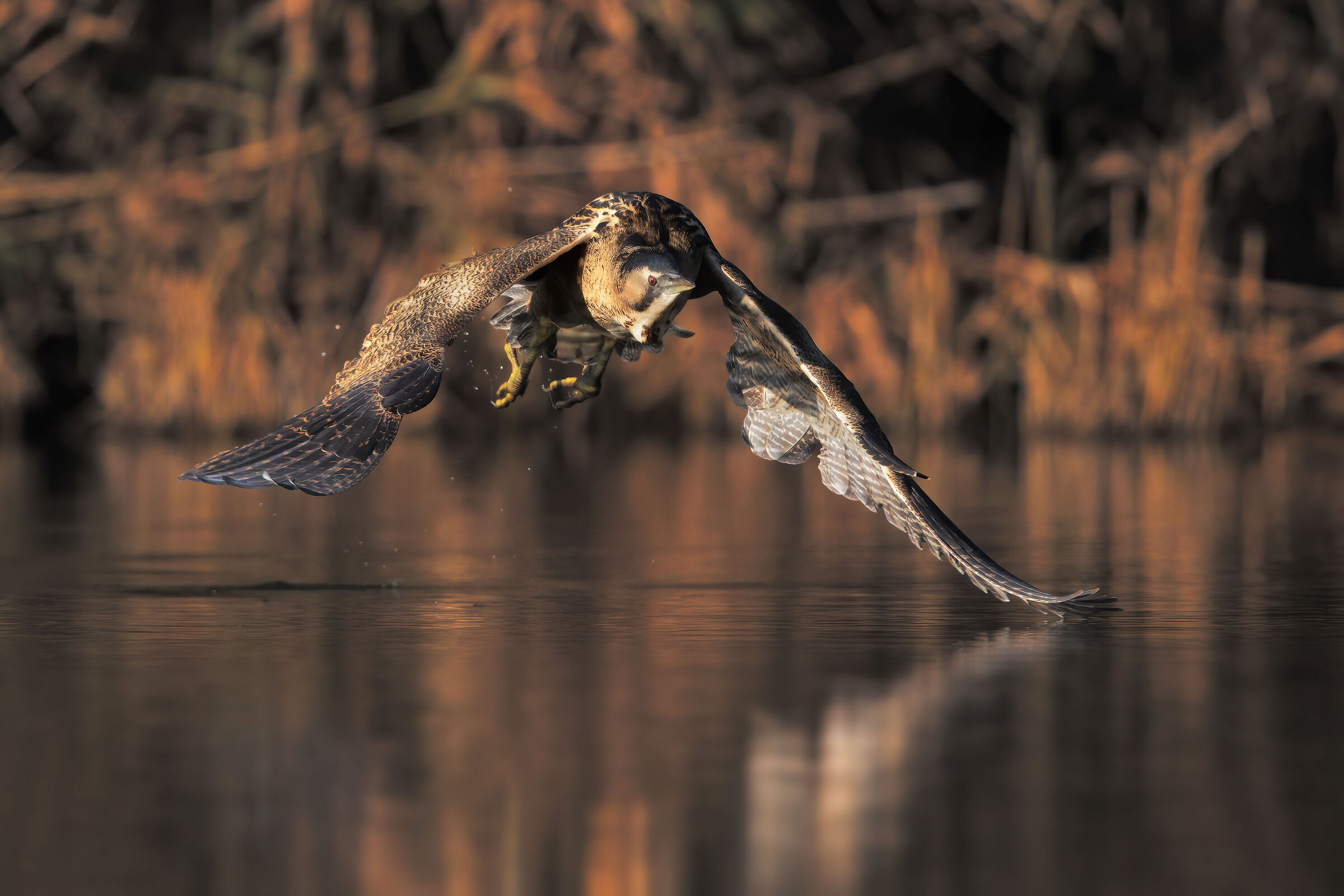 Bittern