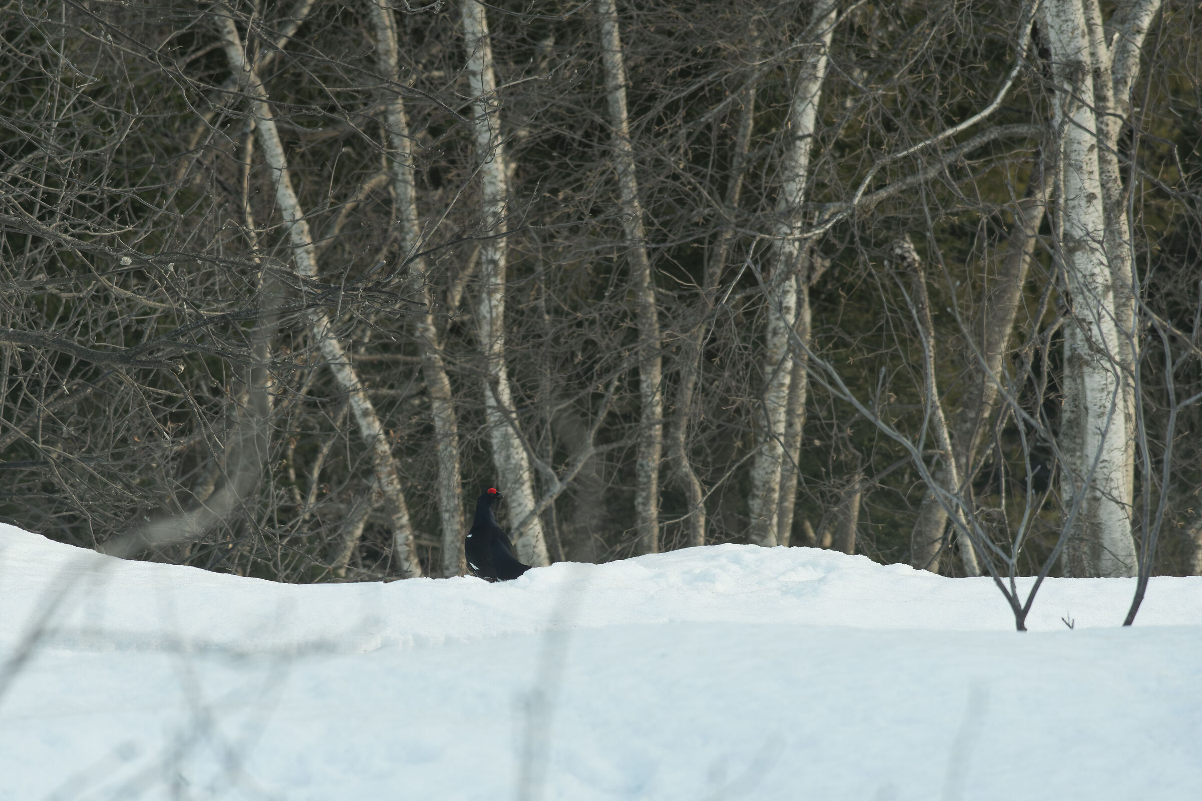 At the edge of the forest