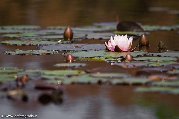 Water Lilies