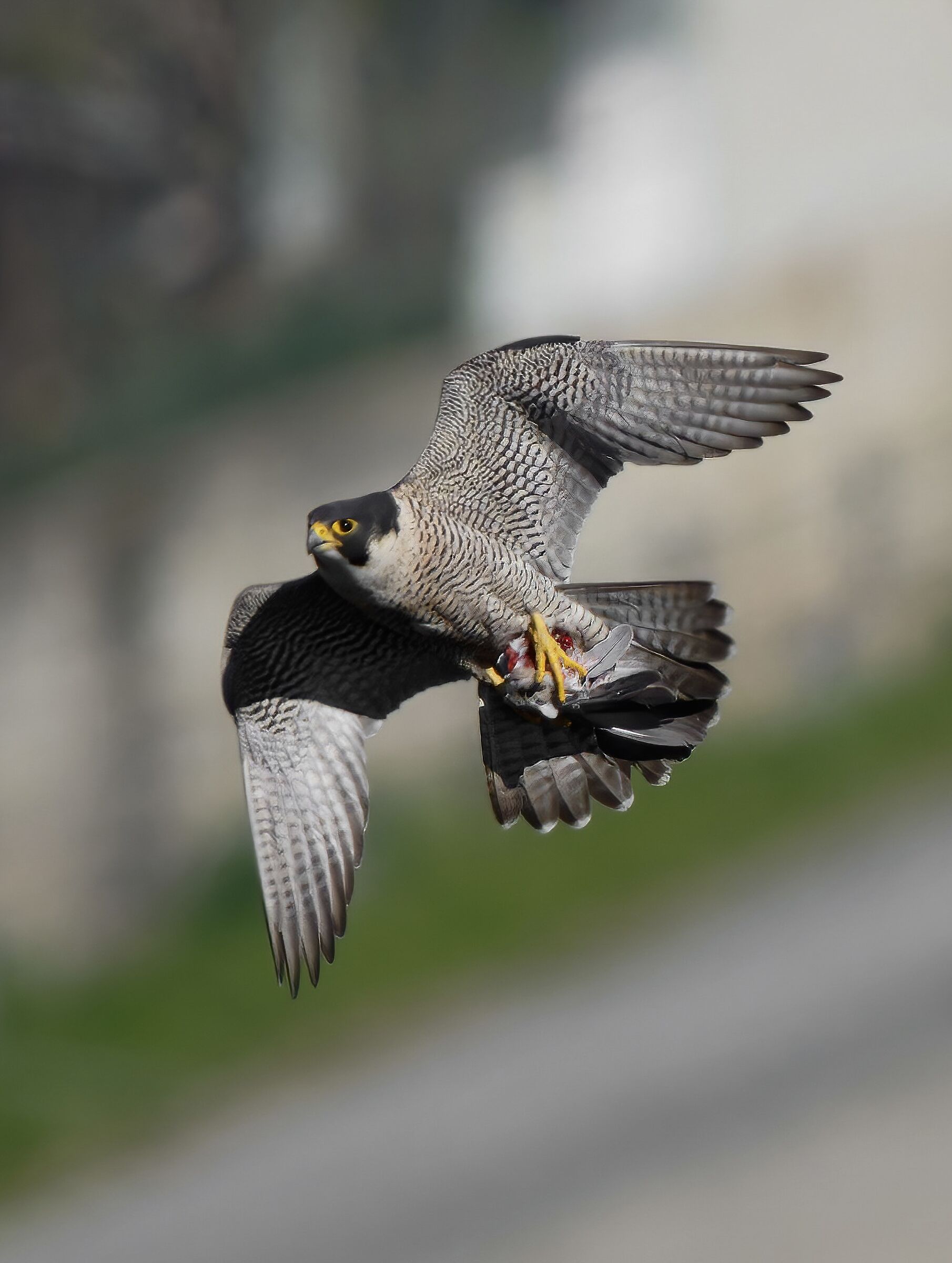 PEREGRINE FALCON with prey