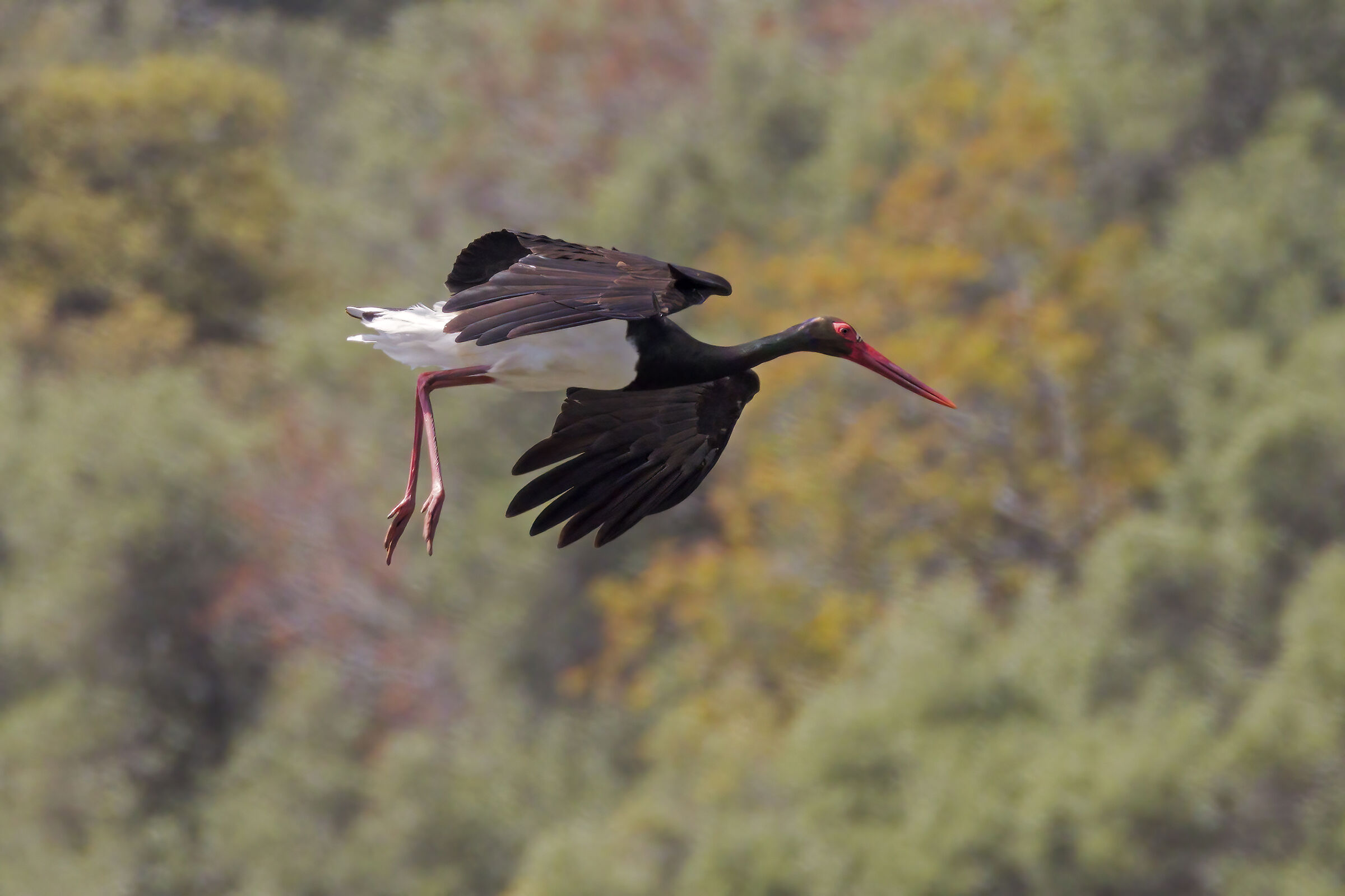 Black stork