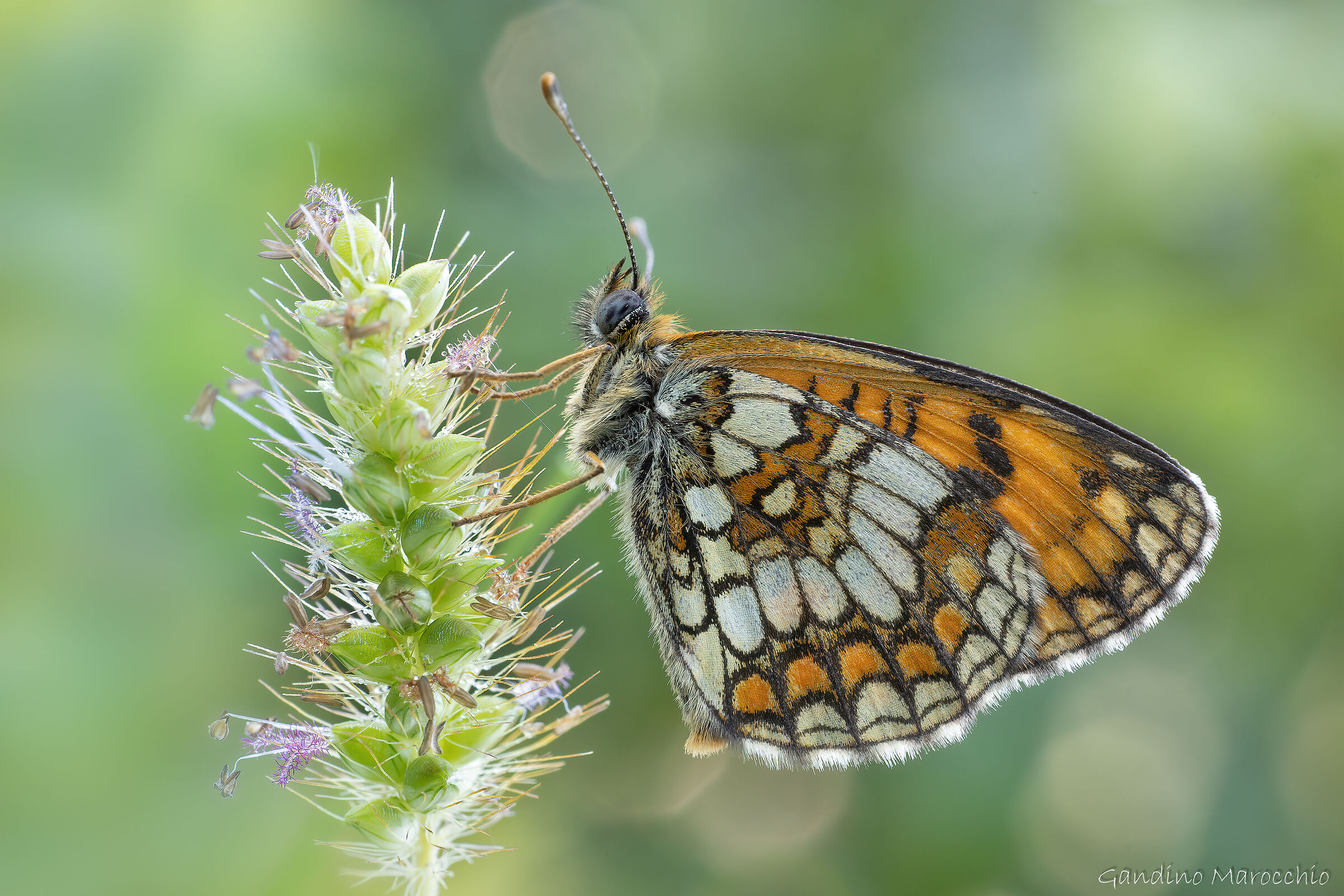 Melitaea Aurelia