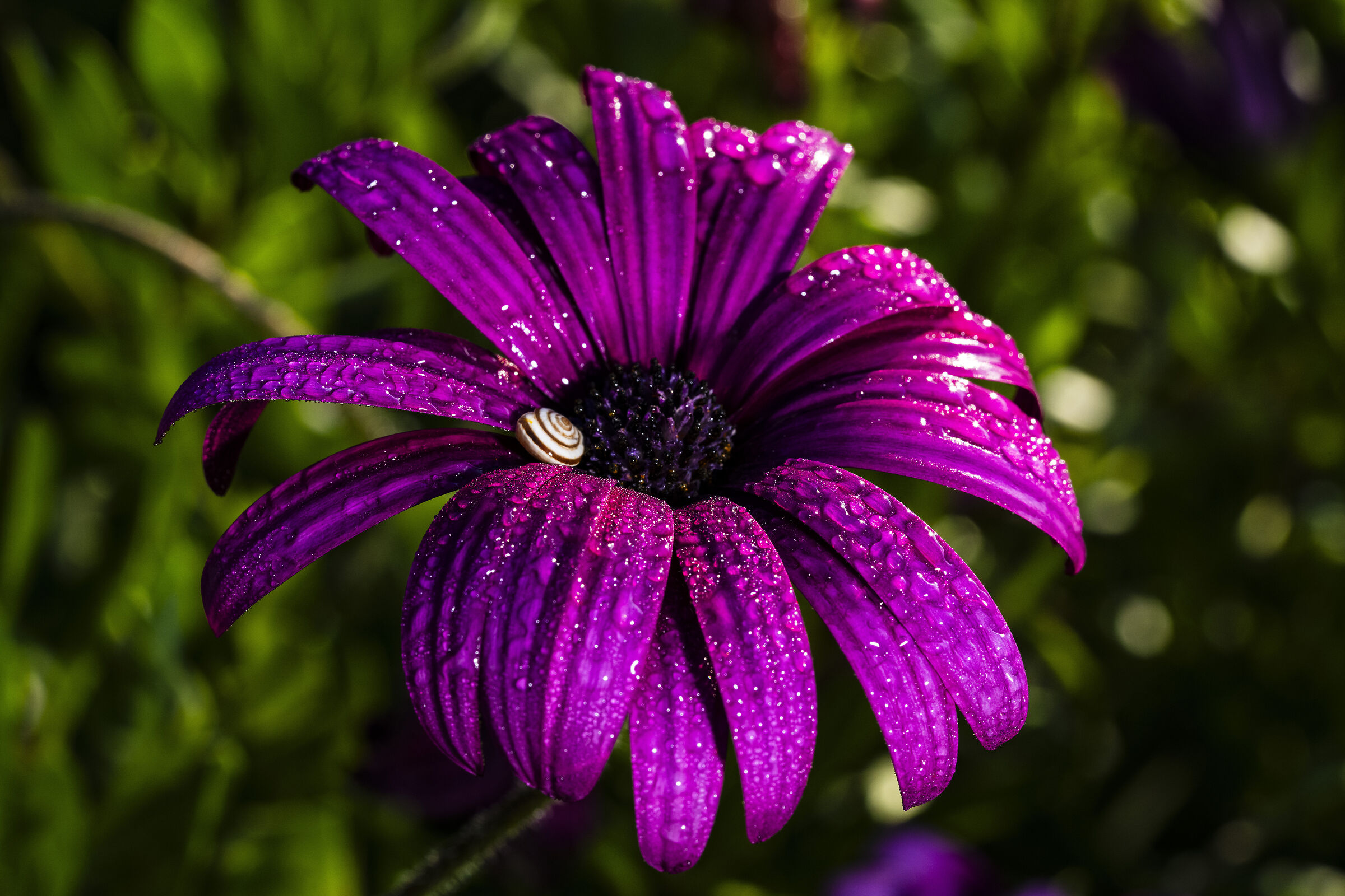 primavera