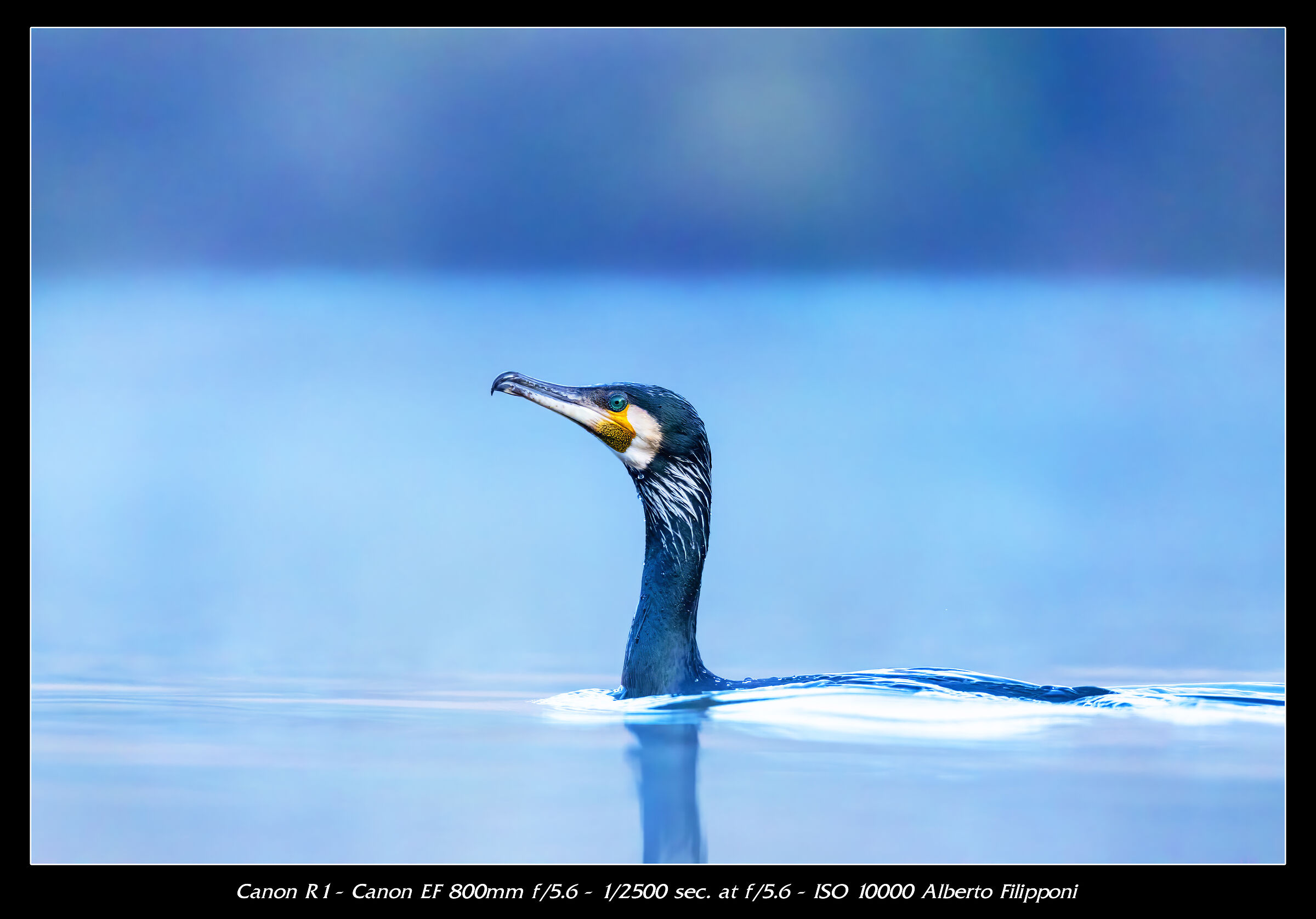 Cormorant
