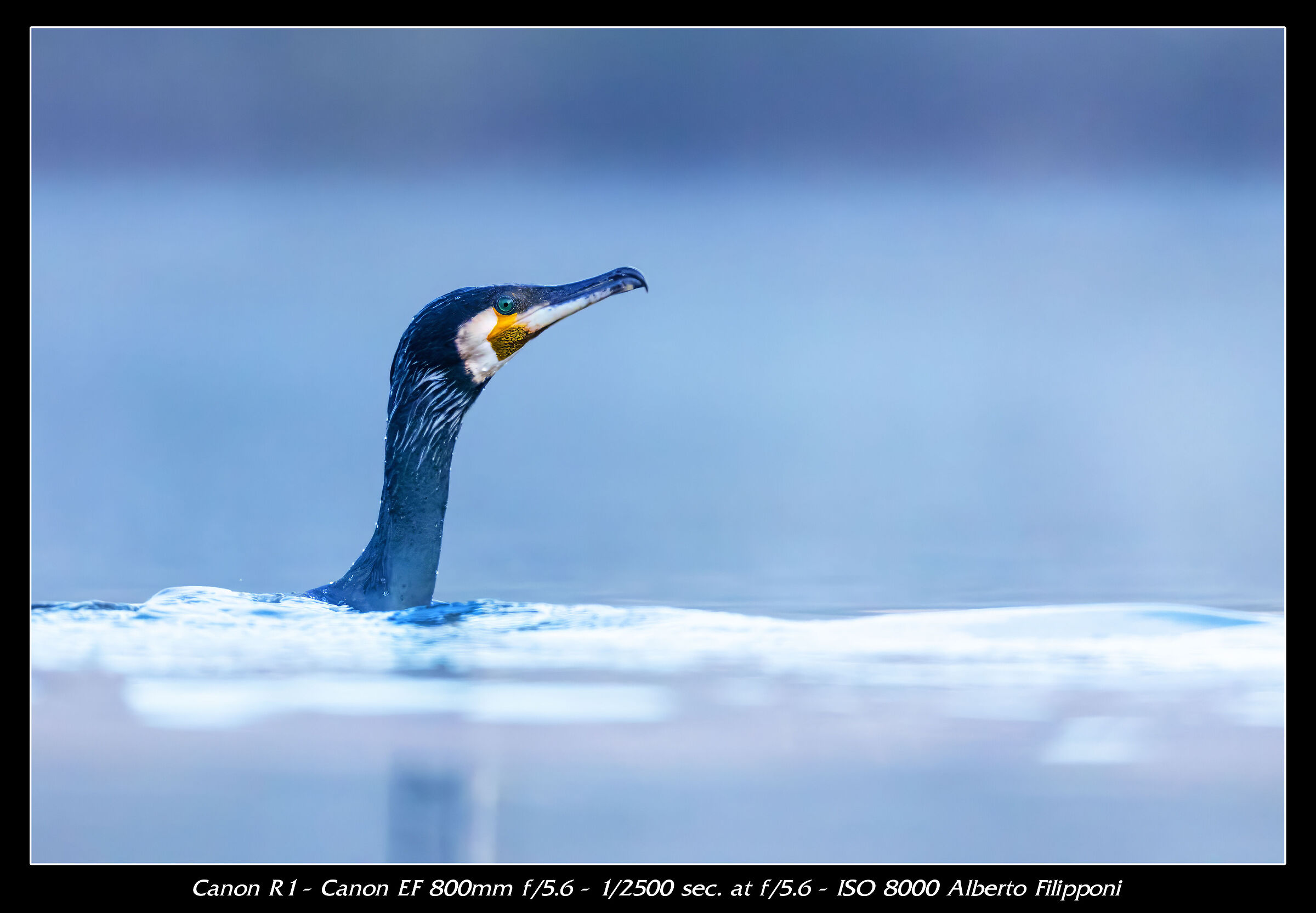 Cormorant