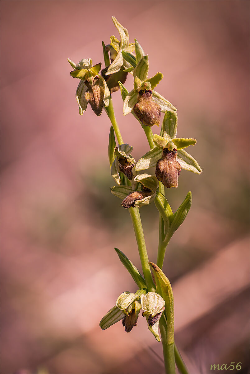 Ophrys Sphegodes
