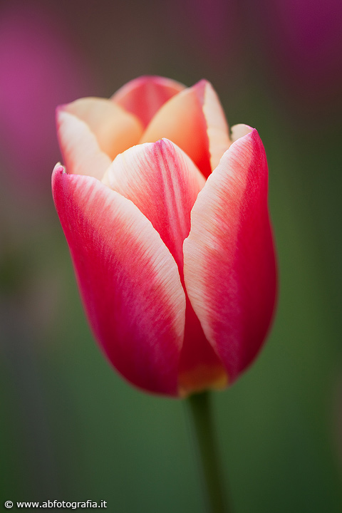Tulip