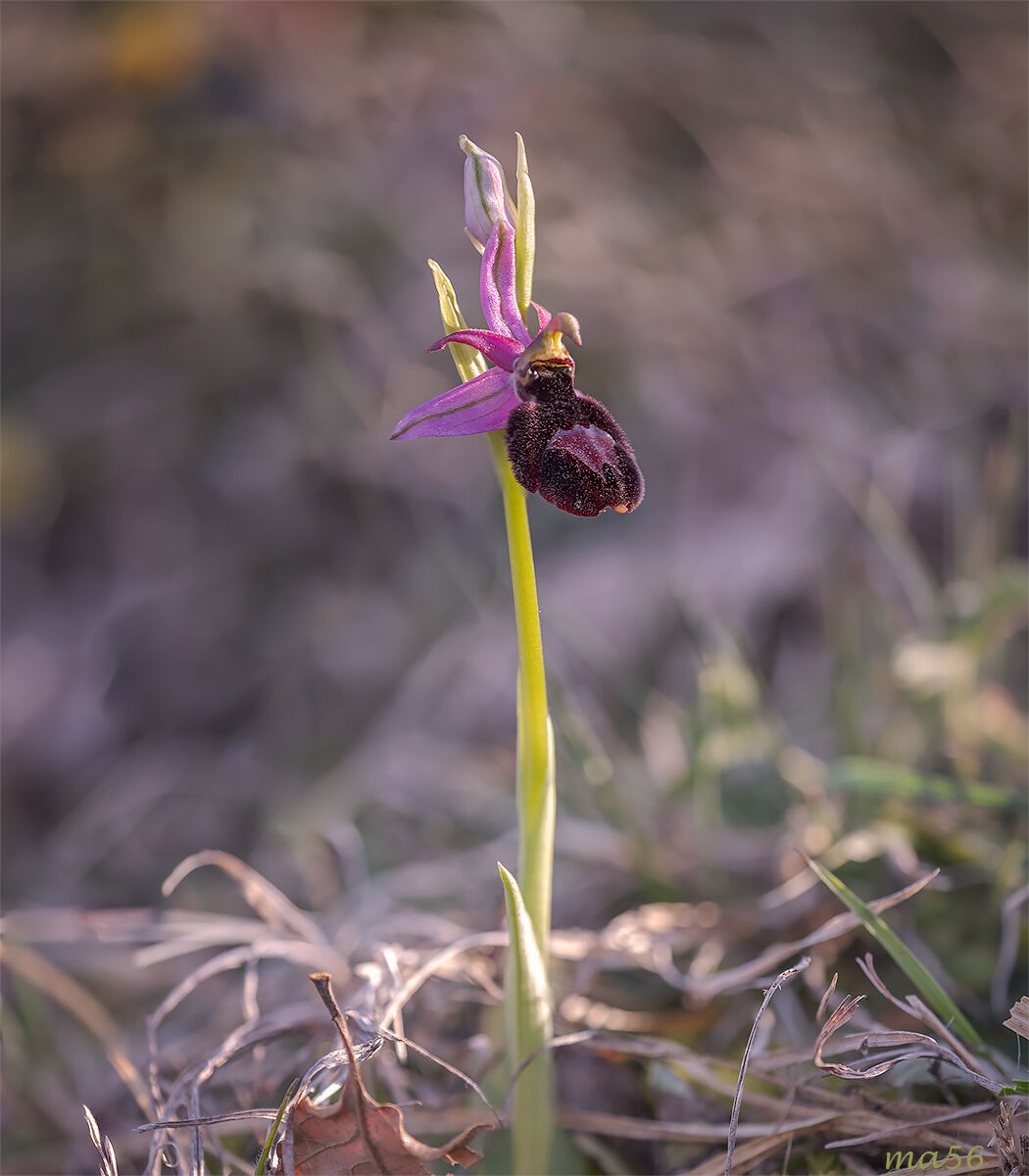 Ophrys Benacensis