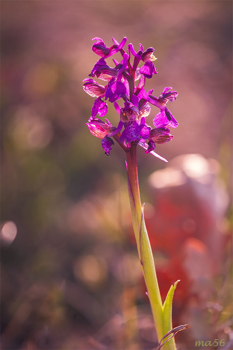 Orchis Morio